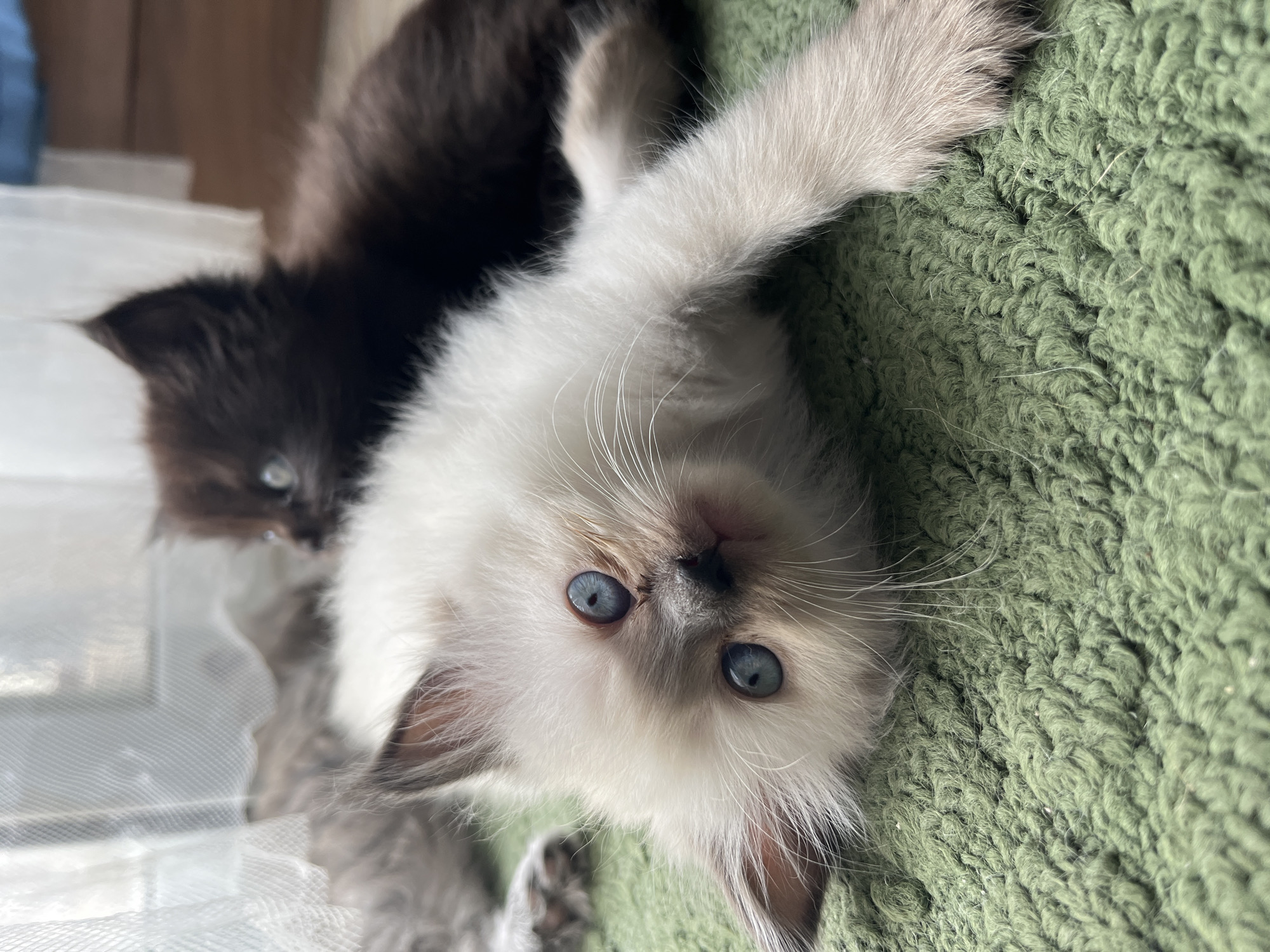 This is a close-up, eye-level shot of two kittens resting on a textured green rug. The kitten in the foreground is a cream-colored Ragdoll with striking blue eyes, lying on its side with its head turned towards the camera. Its whiskers are prominent, and its body is mostly in focus. Behind it, a darker brown kitten is visible, also lying down, with its head turned away. The background is soft and out of focus, showing a hint of a white curtain and a wooden surface. The lighting suggests an indoor setting, possibly near a window, with natural light illuminating the scene. The image does not contain any information that would indicate its location in Delhi, India.