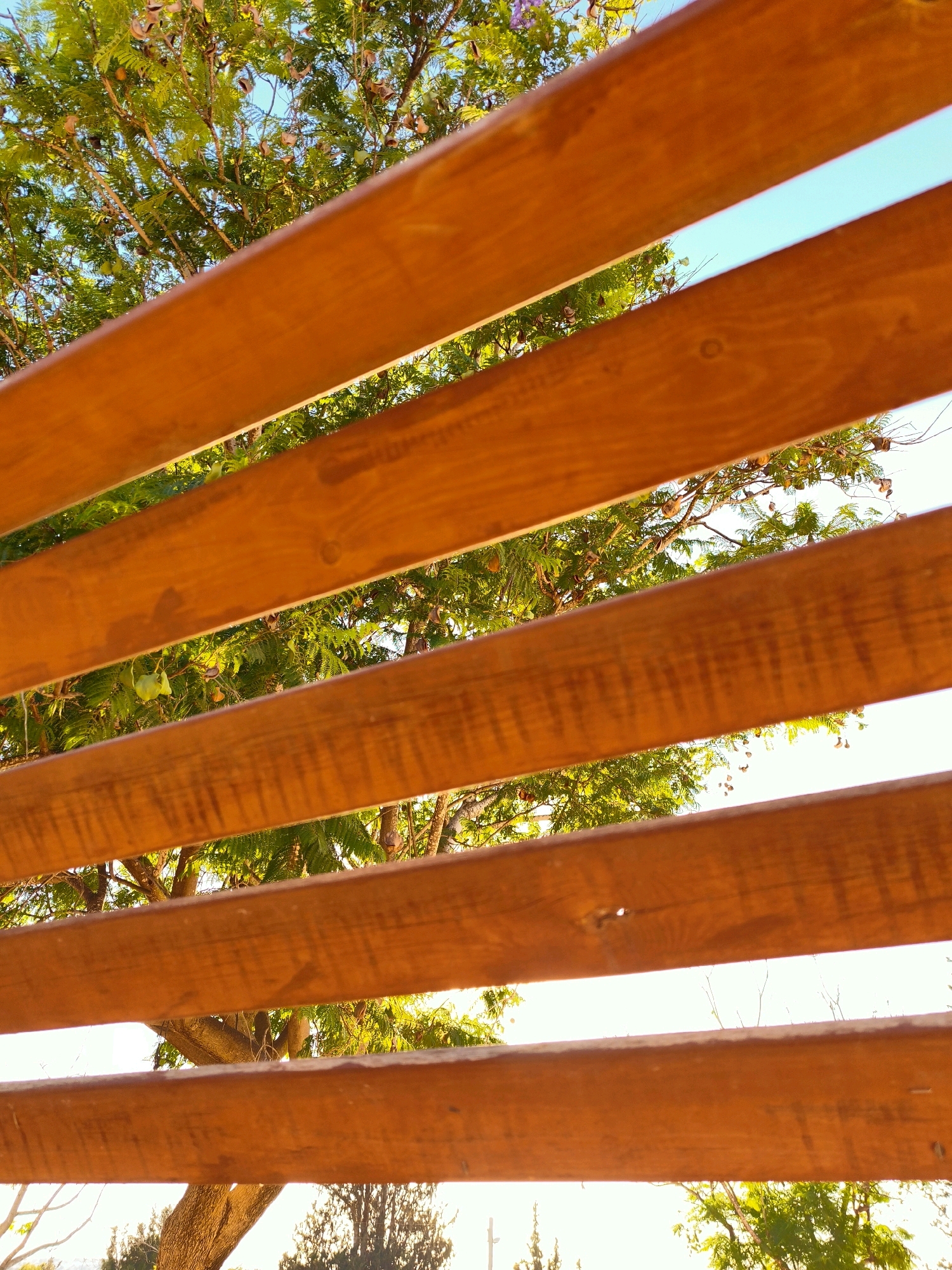 The image shows a close-up view of wooden slats with a tree and sky visible through the gaps. The wooden slats are reddish-brown and appear to be part of a pergola or fence. The tree has green leaves and some seed pods or fruits. The sky is blue. The scene is likely outdoors, possibly in a garden or park. The context of Lachish Regional Council, Israel, suggests a warm climate with abundant vegetation.
