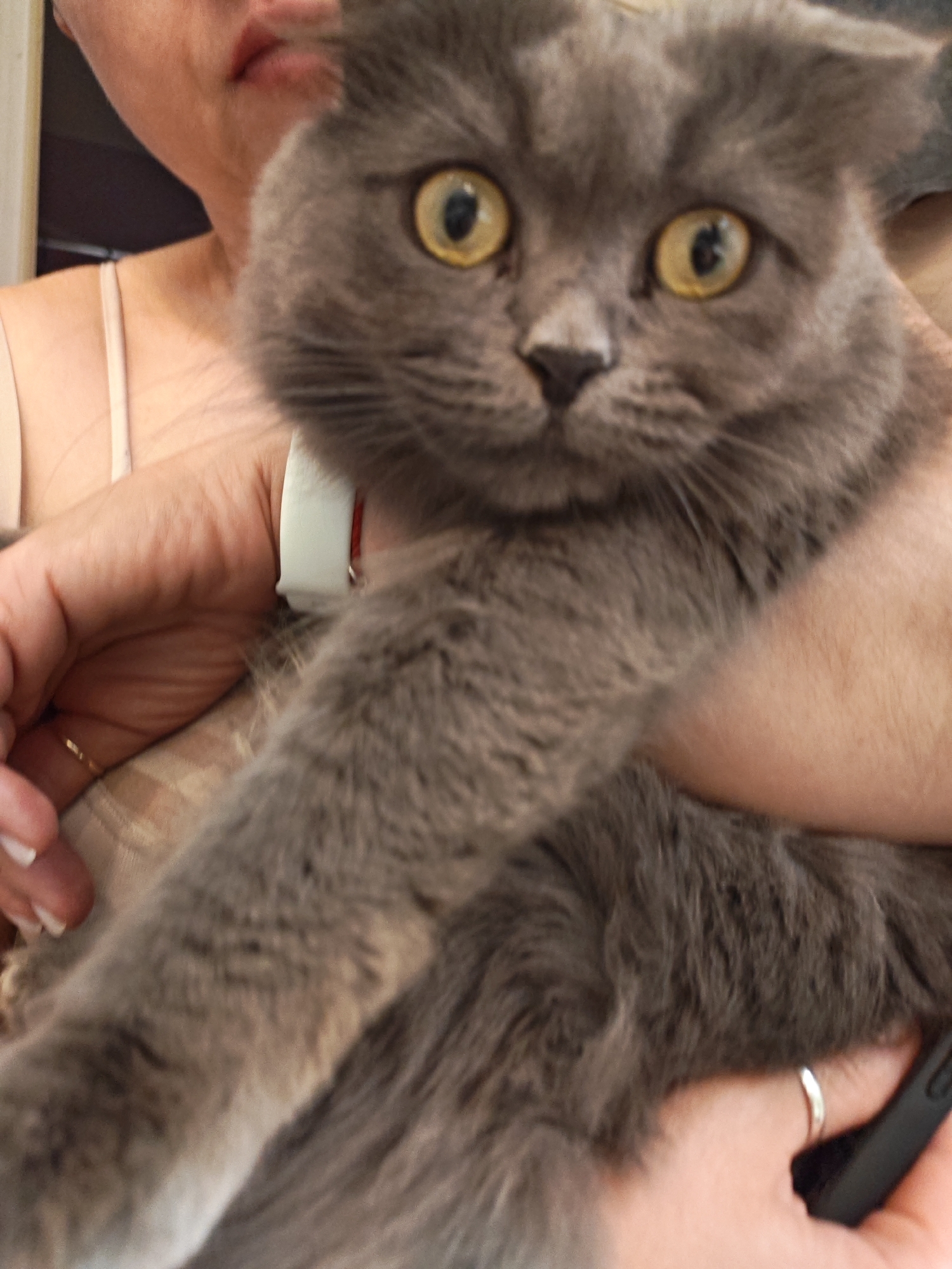 In Bataysk, Russia, a close-up shot features a grey cat being held by a person whose arms and upper body are partially visible. The cat's face is the primary focus, with its wide, yellow eyes looking directly at the camera. The cat has grey fur and appears to be a Scottish Fold breed due to its folded ears. The person holding the cat is wearing a pale, strappy top and a white smartwatch on their left wrist. A thin gold ring is visible on one of the person's fingers. The background is softly blurred, suggesting an indoor setting.