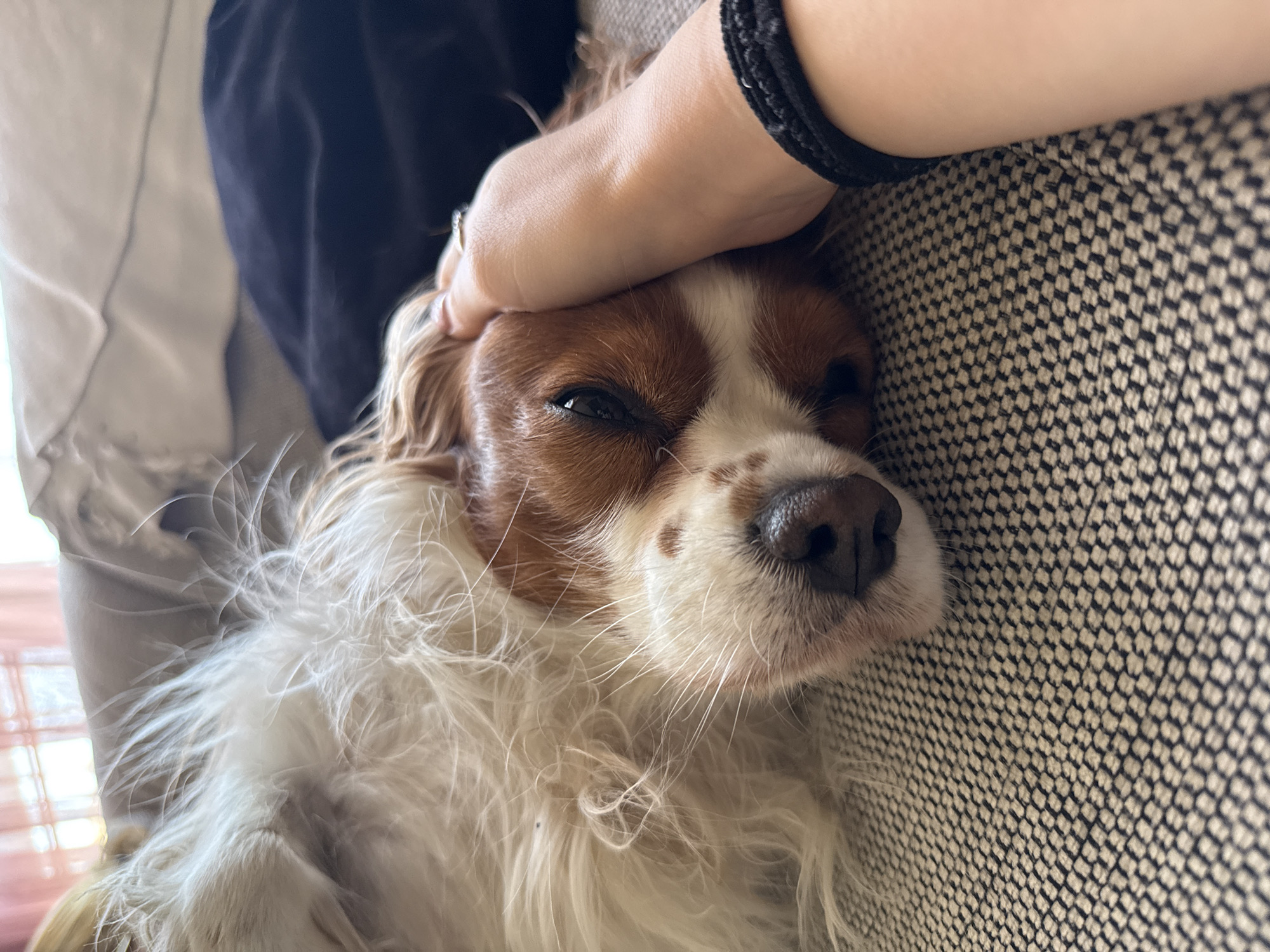 A brown and white Cavalier King Charles Spaniel dog lies on a textured light gray sofa. A fair-skinned human hand rests on the dog's head, wearing a black beaded bracelet on the wrist. The dog's eyes are partially closed. White and gray fabrics are visible in the background. The precise location within the city of Sofia, Bulgaria, cannot be determined from the image.