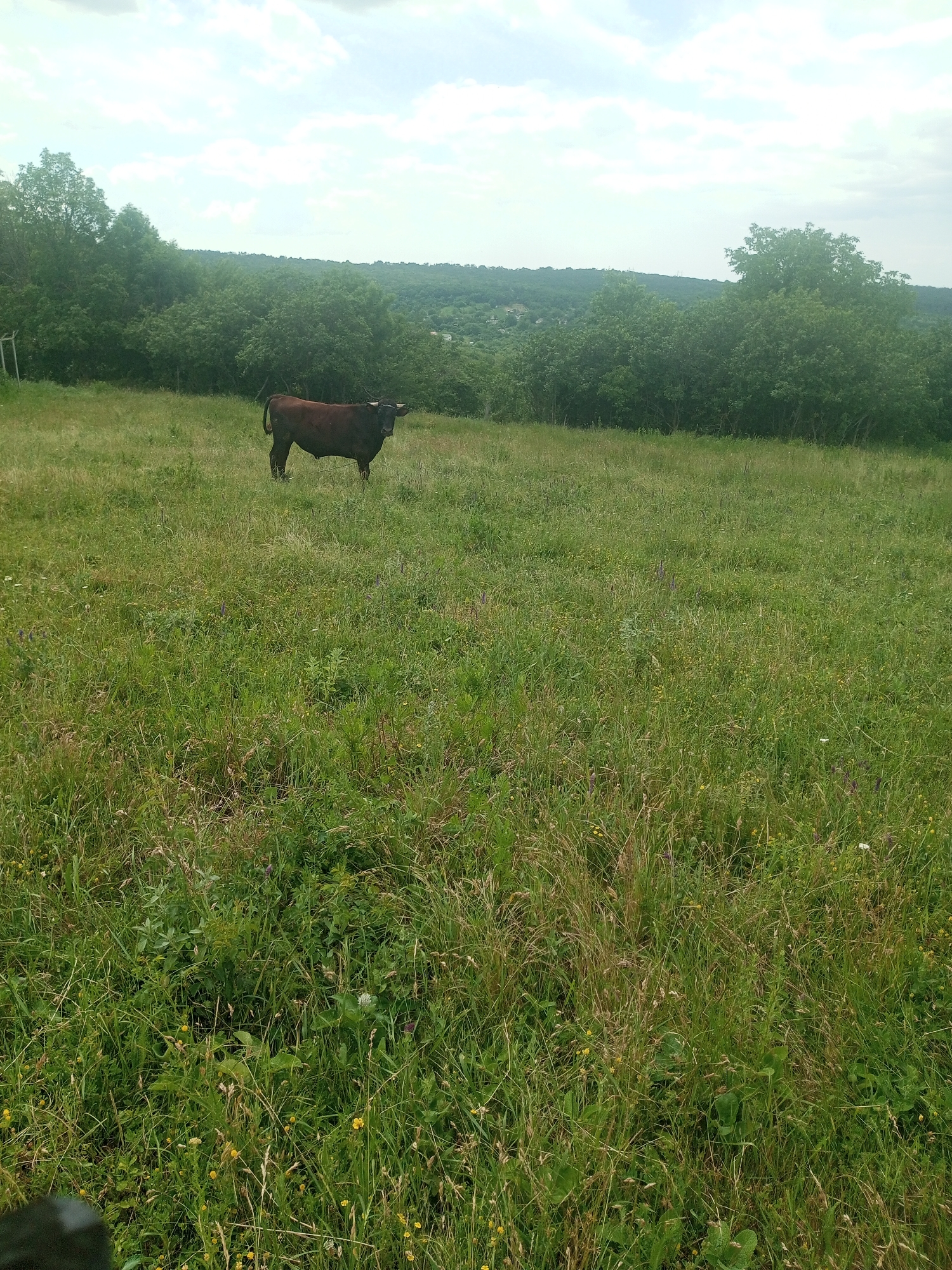 A dark brown cow stands in a grassy field under a cloudy sky. The cow is facing the camera, with its head slightly turned. The field is covered in tall, green grass with some scattered wildflowers. In the background, there is a dense line of trees that creates a natural border to the field. Beyond the trees, rolling hills and a distant village are visible under a bright, overcast sky. The image was taken in the village of Ароматновское сельское поселение, Ukraine.