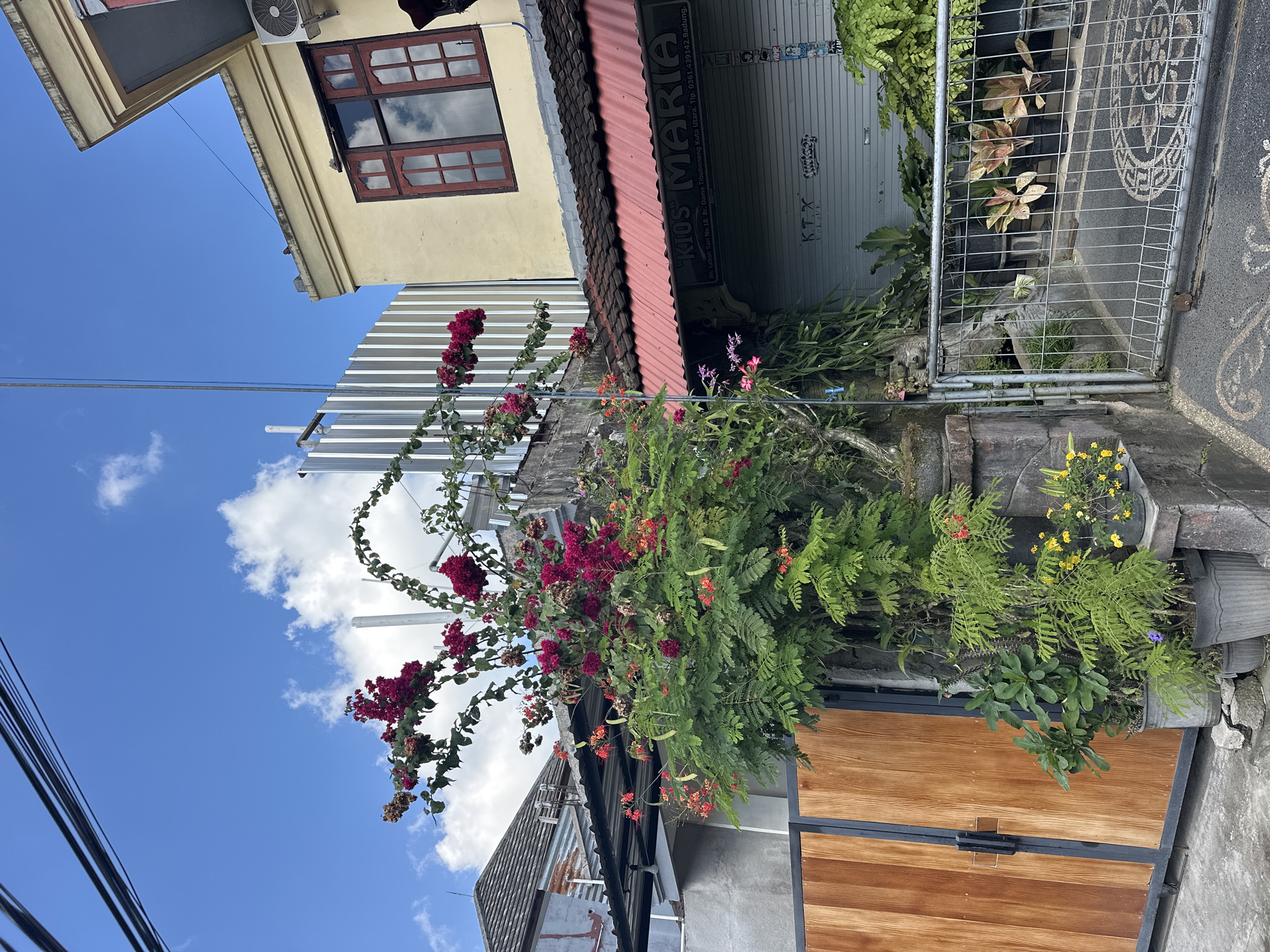 This eye-level, outdoor shot depicts a building exterior under a blue sky with scattered clouds. A facade of a building, painted light yellow with a brown-framed window, is visible on the left. Below is a lower section of corrugated silver metal. A vibrant bougainvillea plant, abundant with deep red flowers, cascades over these structural elements. To the right, a shop front is seen with an awning and a corrugated door with graffiti. A metallic fence is positioned above the shop front, partially obscured by green foliage. A sign "KIOS MARIA" and an address indicate the location as Jin. Lebah Sari No.18, Br. Dama Tibubeneng Kuta Utara, Badung in North Kuta, Indonesia. The lower right corner features a wooden door with dark metal framing. Power lines cut across the top left against the sky.