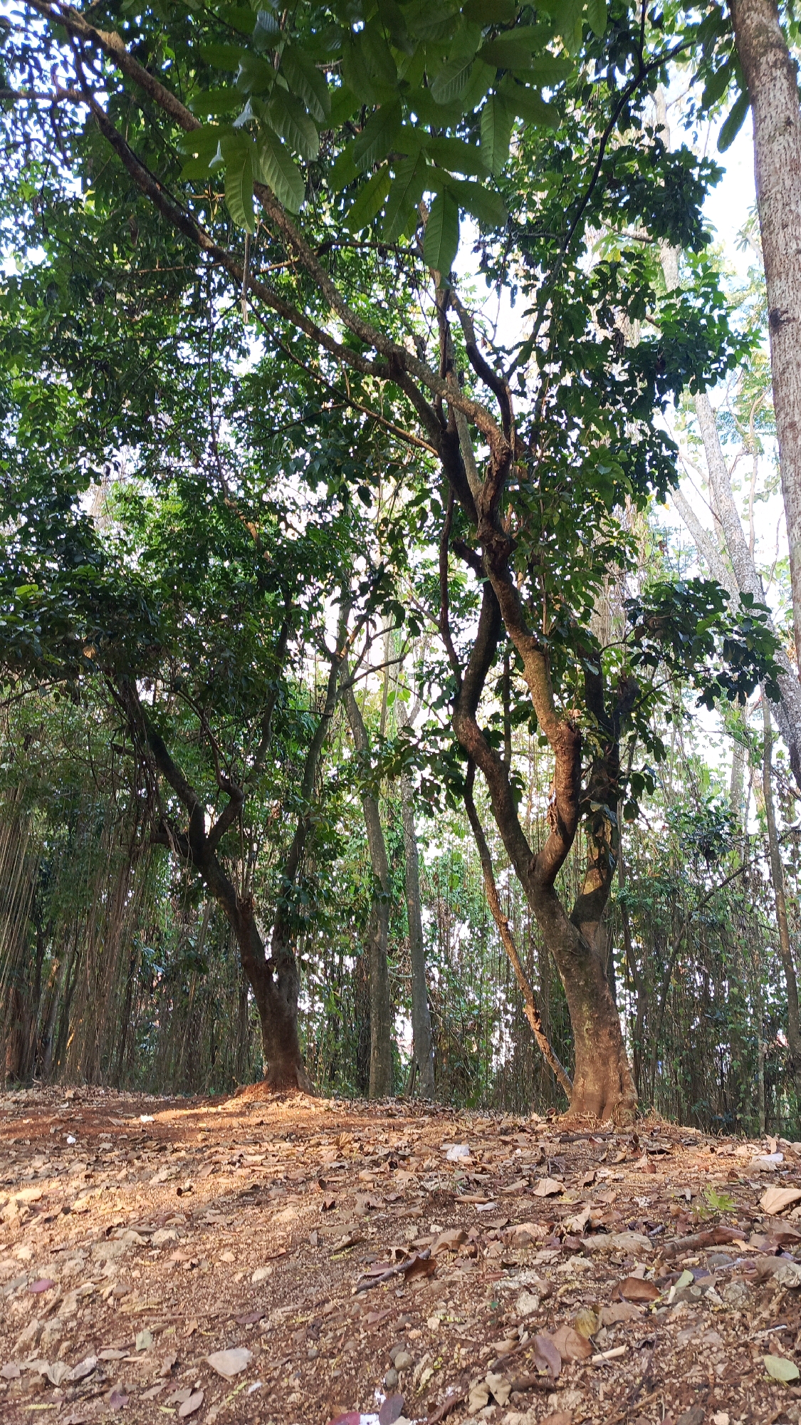 The image depicts a forest floor covered in dry leaves and twigs, with several trees rising into a canopy of green leaves against a bright sky. The ground is a reddish-brown dirt, and the fallen leaves are a mixture of browns and some lighter shades. The trees have thick, gnarled trunks and branches, with dense foliage overhead. The lighting suggests it is either early morning or late afternoon, with sunlight filtering through the leaves and casting long shadows. The background shows more trees and vegetation, indicating a natural or semi-natural environment. This scene is located in South Jakarta, Indonesia.