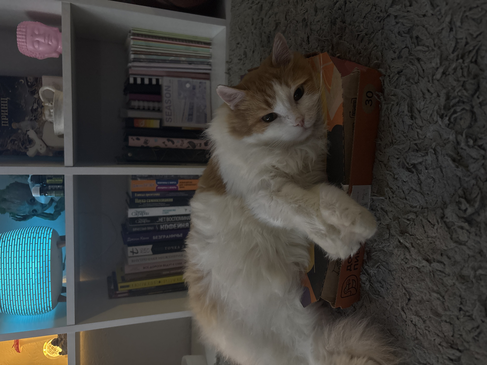 The image displays an indoor scene within a residence in Zheleznogorsk, Russia. The primary subject is a domestic long-haired cat, predominantly white with distinct orange-ginger patches on its head, back, and tail. The cat is lying comfortably on its left side, partially resting its head on an open, flattened cardboard box positioned on a grey, textured, shaggy carpet. The cat's eyes are half-closed, directed towards the viewer, and its pink nose and white whiskers are clearly visible.
The cardboard box, likely a pizza box, is orange-brown with a partially visible stylized bird's head logo and Cyrillic text, reading "ДО ПИЦ" (likely part of "ДОДО ПИЦЦА"). The number "30" is visible on the side of the box.
In the background, a white modular shelving unit is visible. On the top shelf, from left to right, are: a small illuminated yellow decorative object, a red and white mushroom-shaped ornament, a glowing blue-green essential oil diffuser with a light wooden base, a grey "Groot" figurine, and several small dark bottles (possibly essential oils). The top right compartment holds a dark book titled "ПРИНЦ" (Prince), a small white ceramic dish containing a miniature animal figurine, and a pink Buddha head sculpture.
The middle shelf contains numerous books, many with Cyrillic titles visible on their spines. Legible titles include "ТОПКА," "БЕЗГРАНИЧНЫЕ," "КОФЕИН," "НЕОСТОВИМЫЙ," and "НАУКА..." (Science...). In the right section of the middle shelf, a magazine or thin book titled "SEASON" with white lettering on a dark background is visible, placed among a collection of vertically stacked items with striped spines, potentially folders or media cases. The overall lighting in the scene is soft and ambient.