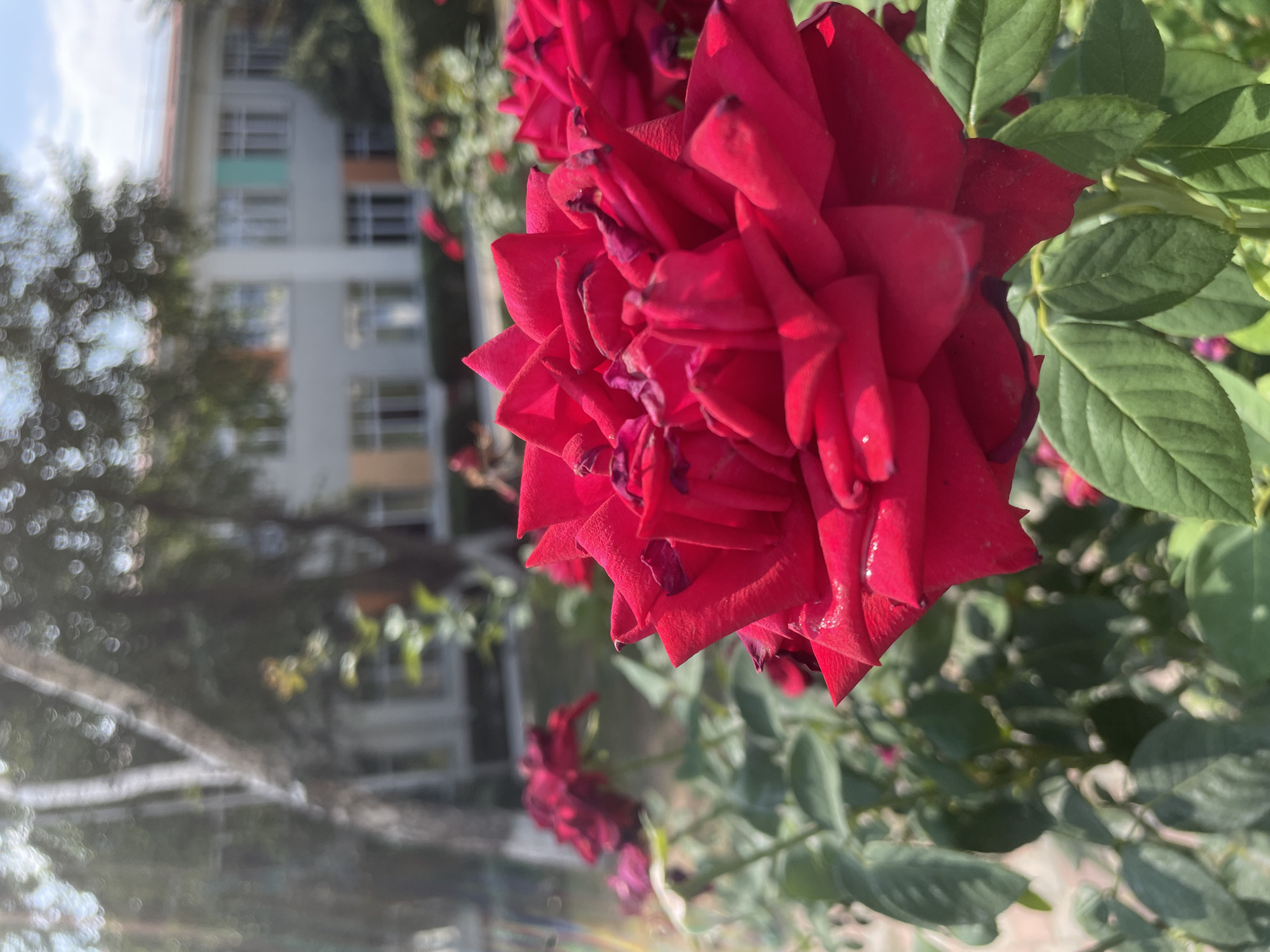 A close-up, shallow depth-of-field shot of a vibrant red rose in bloom is positioned in the foreground. The rose is in sharp focus, showcasing its velvety petals and intricate layers. Behind the rose, the background is blurred, revealing elements of an urban environment. A school building with a light-colored facade and colorful window accents is visible, suggesting an educational institution. Trees with dappled foliage and a clear sky with scattered bokeh lights complete the scene. This setting is consistent with the grounds of a school in Almaty, Kazakhstan, a city known for its blend of natural beauty and urban development, where such landscaping around public buildings is common.