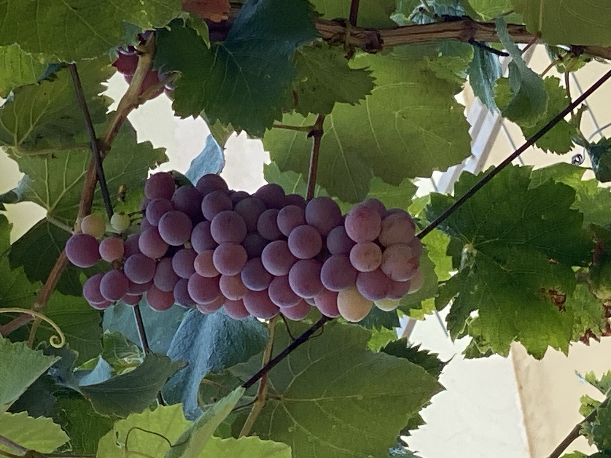 A bunch of ripe red grapes hangs from a vine, surrounded by green leaves. The grapes are plump and have a dusty bloom. Some of the grapes are lighter in color, indicating they are not fully ripe. The vine is attached to a wooden stake or trellis. The background is out of focus, but appears to be a building and possibly other vegetation. The image was taken in Zgrade, Montenegro.