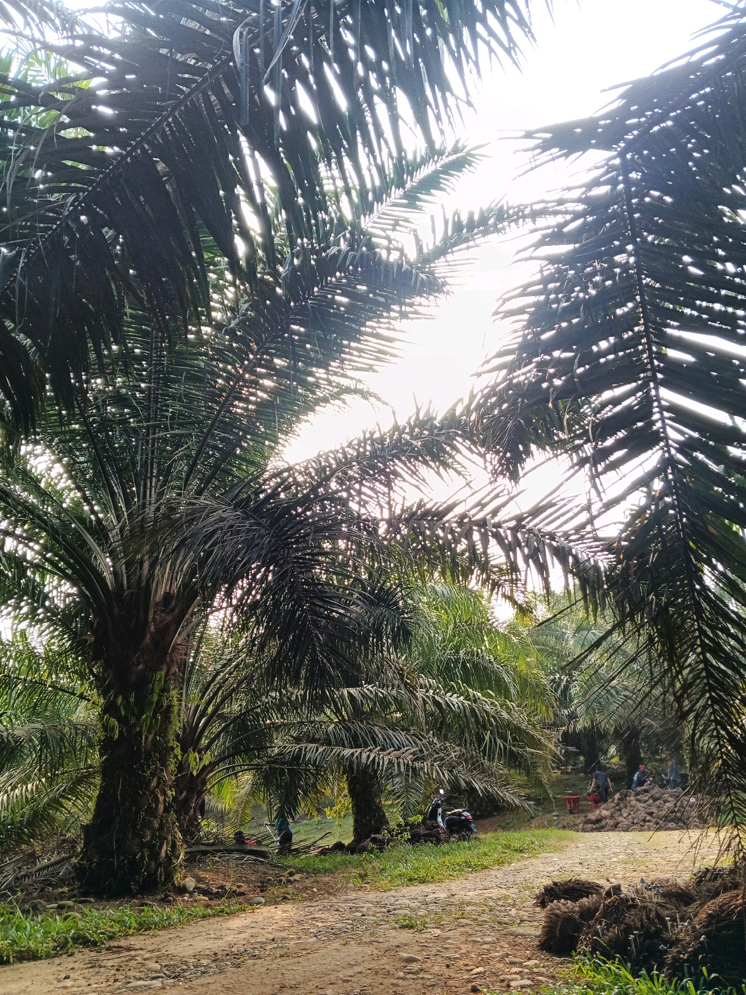 In Batu Ejung, Indonesia, an outdoor scene unfolds within a palm oil plantation. Sunlight filters through the dense canopy of palm fronds, creating a dappled effect on the dusty ground. A dirt path, strewn with rocks and debris, meanders through the plantation. In the mid-ground, several palm trees stand tall, their thick trunks covered in moss and vines. Palm frond waste is piled on the ground, suggesting harvesting activities. Three individuals are present: one wearing a blue garment is near a red table, another in dark clothing is carrying a red basket, and a third in a red shirt is standing by a pile of palm frond waste. To the left, a black motorcycle is parked on the grassy verge. The overall impression is one of agricultural labor in a tropical environment.