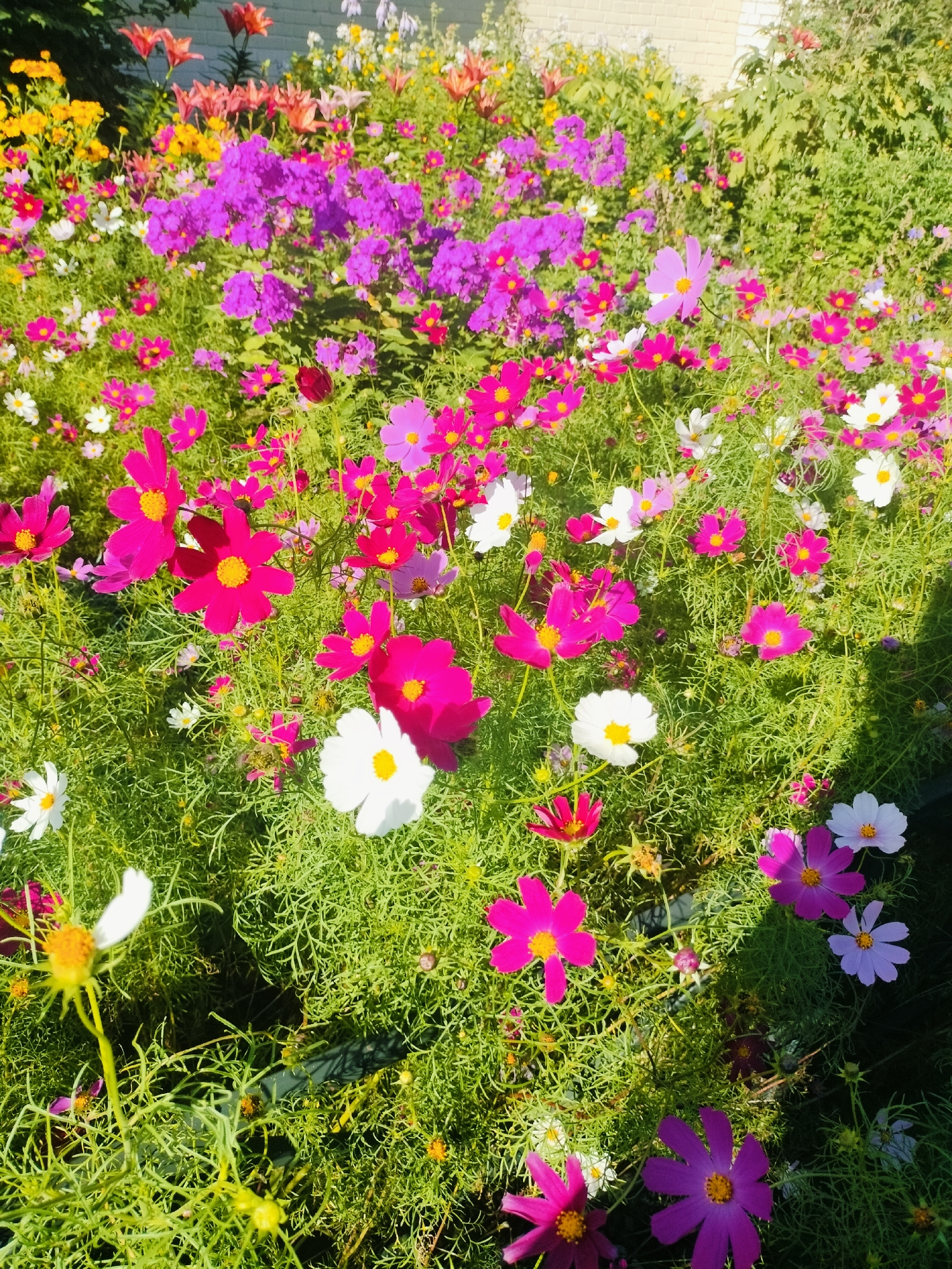 This is a bright, eye-level, medium shot of a flower bed filled with a variety of cosmos flowers in shades of pink, magenta, purple, and white. The flowers are in full bloom, with delicate petals and yellow centers. They are interspersed with lush, green, feathery foliage. Sunlight casts dappled shadows across the scene, highlighting the textures of the flowers and leaves. The background shows more dense greenery and a hint of a light-colored brick wall. This scene is likely located in Kolpino, Russia, a suburban area of Saint Petersburg, known for its parks and green spaces, where such vibrant flower displays are common in gardens and public areas during warmer months. No people are visible in the image, and the focus is solely on the natural beauty of the flowering plants.