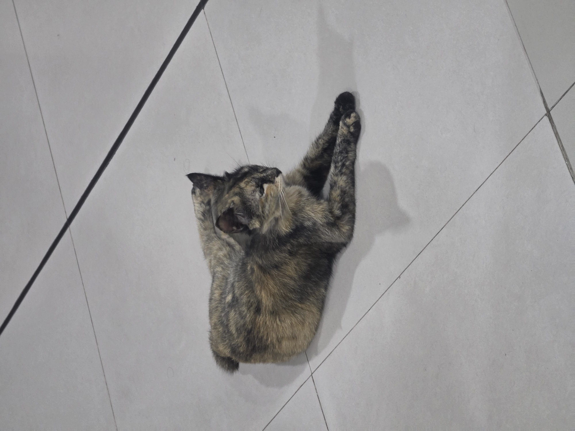 A tortoiseshell cat is curled up and resting on a tiled floor. The cat is viewed from above, with its head turned to the left, showing its face and ears. Its body is coiled into a tight ball, with its legs tucked underneath. The fur is a mix of brown, black, and tan patches, characteristic of a tortoiseshell pattern. The floor is made of large, light gray tiles with dark gray grout lines. Two thin black lines, possibly wires or string, run diagonally across the scene, one to the left of the cat and one further to the right. The lighting suggests it is indoors, possibly a hallway or patio. There is a soft shadow cast by the cat. The scene appears to be calm and peaceful, with the cat seemingly comfortable and relaxed. The context of the City of Medan, Indonesia, provides a general geographical location. No text is visible in the image.