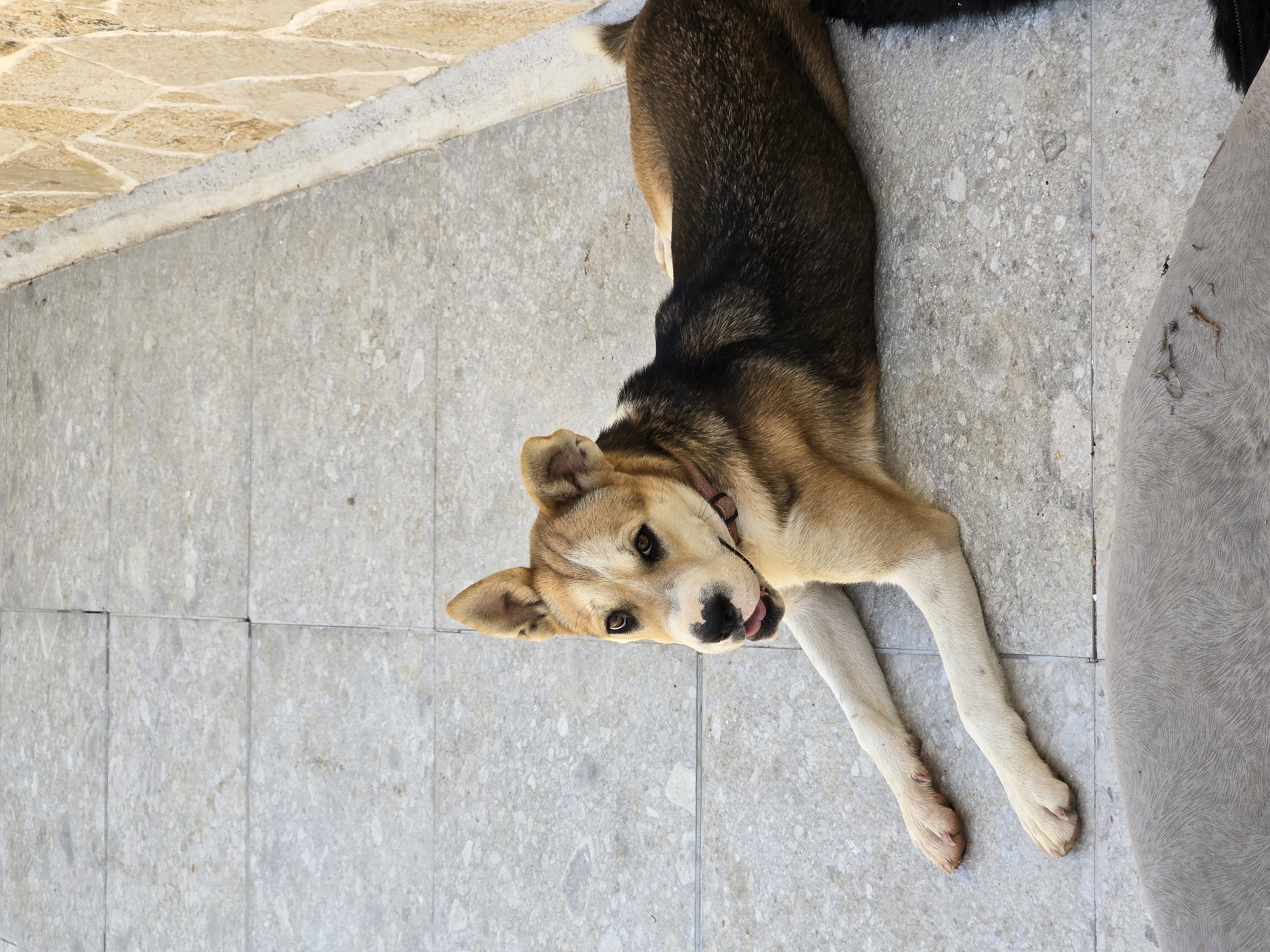A medium-sized dog with tan, black, and white fur is lying on a tiled patio. The dog's head is turned towards the camera, with its tongue slightly out. Its front paws are extended forward. In the background, a stone wall is visible. A portion of another animal, possibly a larger dog, is in the foreground. The scene appears to be an outdoor setting, likely a backyard or patio area in Podgorica, Montenegro.