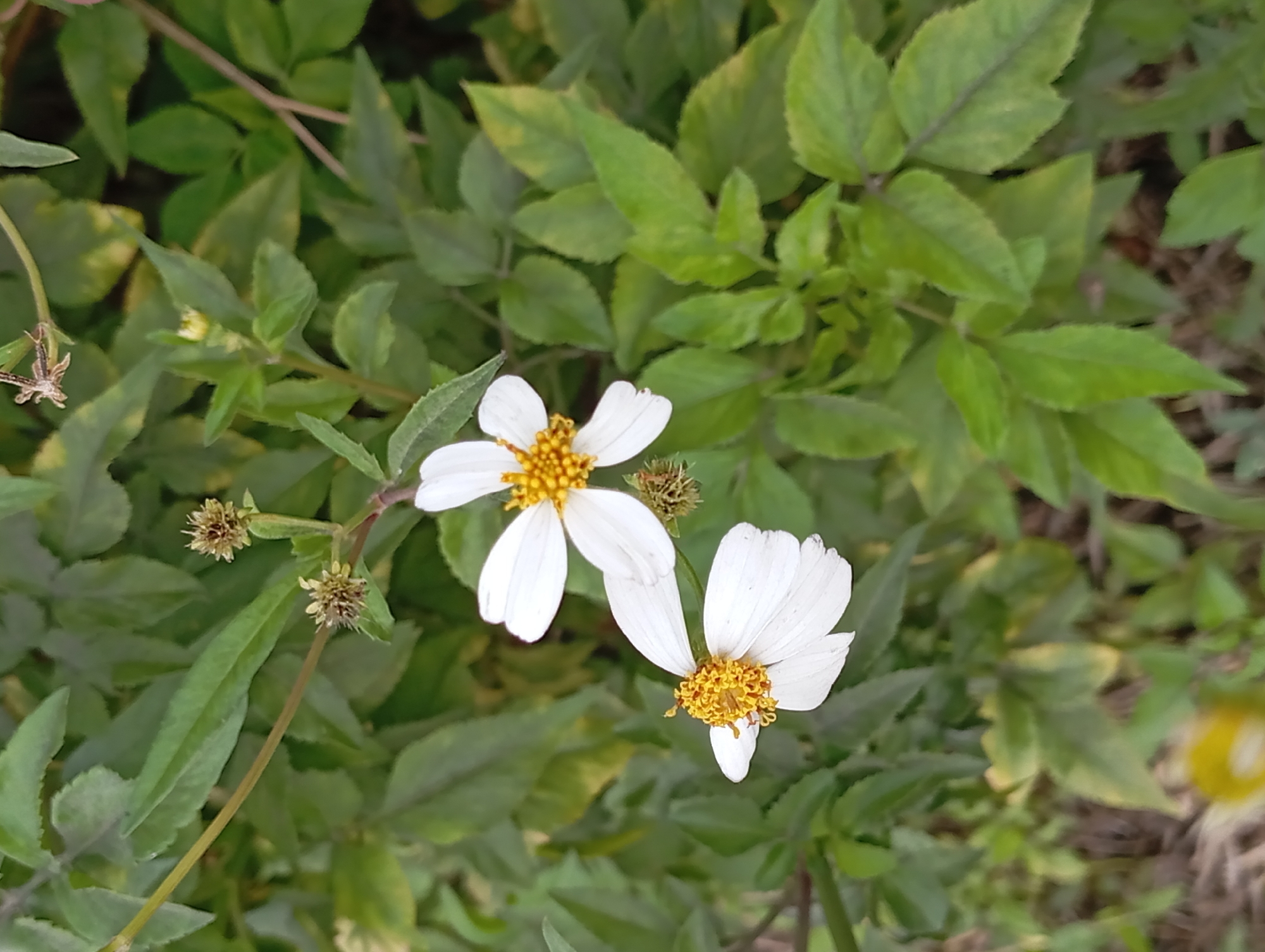 Two white daisy-like flowers with yellow centers are in focus, set against a background of lush green foliage. The flowers are positioned in the lower-left and middle-right of the frame. The larger flower is in the middle-right, and the smaller one is in the lower-left, slightly below and to the left of the larger one. The petals of both flowers are white and have a delicate, slightly curved shape. The centers are a bright yellow, with tiny, darker yellow stigmas protruding. The surrounding leaves are a vibrant green, with some appearing slightly lighter or tinged with yellow, suggesting they may be drying or have some discoloration. The overall scene is natural and appears to be an outdoor setting. The image does not contain any people or human-made objects that would indicate a specific location in Kepulungan, Indonesia, beyond what can be inferred from the type of flora present.