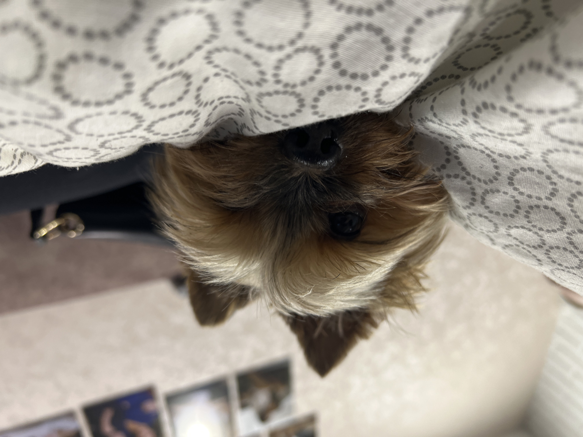A close-up, low-angle shot features a small dog, likely a Yorkshire Terrier, peeking out from under a white blanket with a repeating grey dotted circle pattern. Only the dog's head is visible, with its dark eyes and shiny black nose prominent amidst its long, shaggy tan and brown fur. The dog appears to be looking upwards directly at the viewer, conveying a sense of curiosity or gentle watchfulness. The blanket is slightly rumpled around its head. In the highly blurred background, a light-colored wall is visible, with several indistinct, dark rectangular shapes suggesting framed pictures or photographs. A dark, out-of-focus object is also present on the left, possibly a piece of furniture. The scene takes place indoors, with the dog nestled comfortably. No text is visible in the image. The location context for this image is Chaikovsky, Russia.