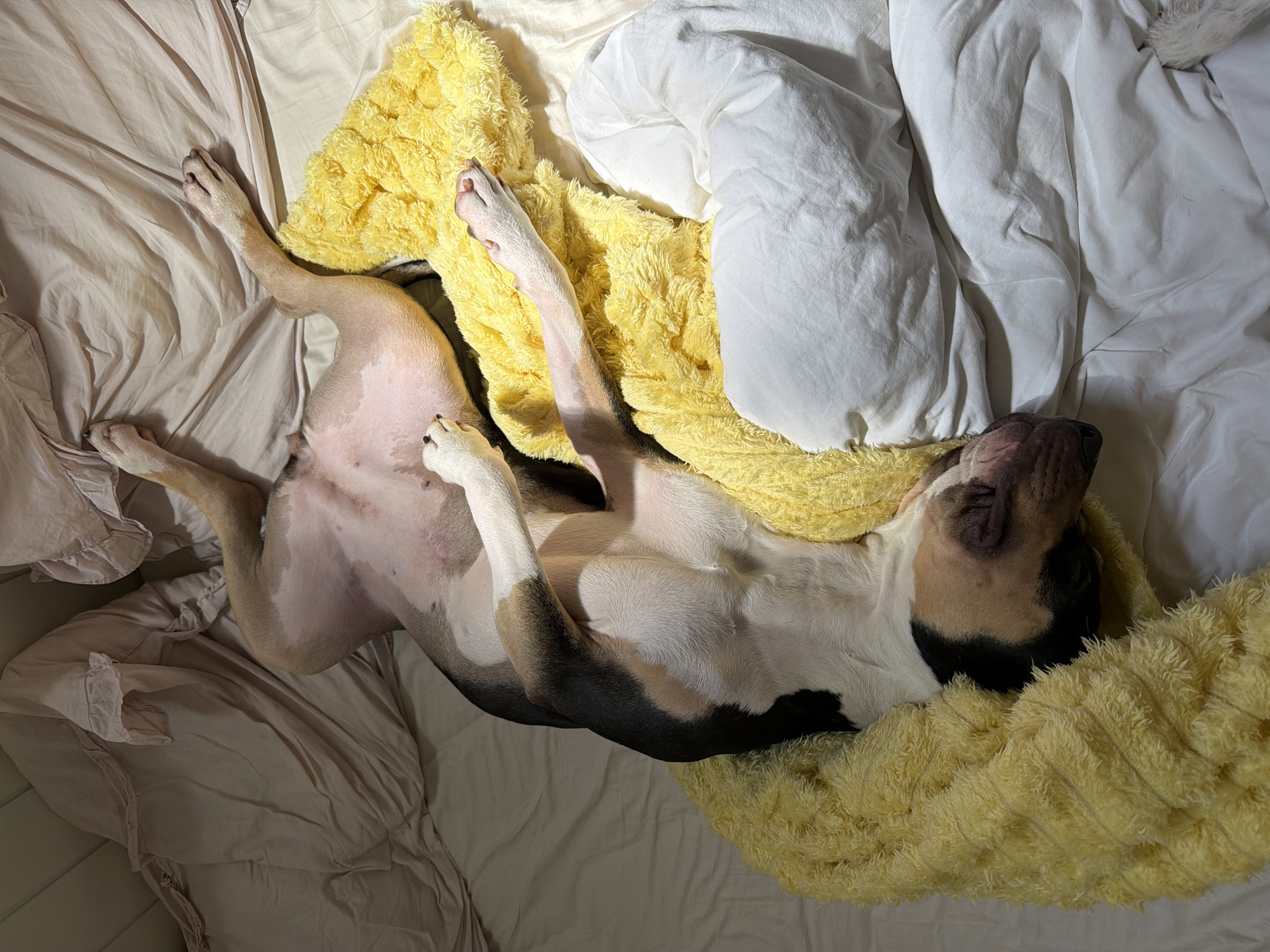 A dog is lying on its back on a bed. The bed is covered in white sheets and a yellow fluffy blanket. The dog is mostly white, with brown and black markings. The dog's paws are in the air. The location is a bed inside a home and not in Tel-Aviv, Israel.