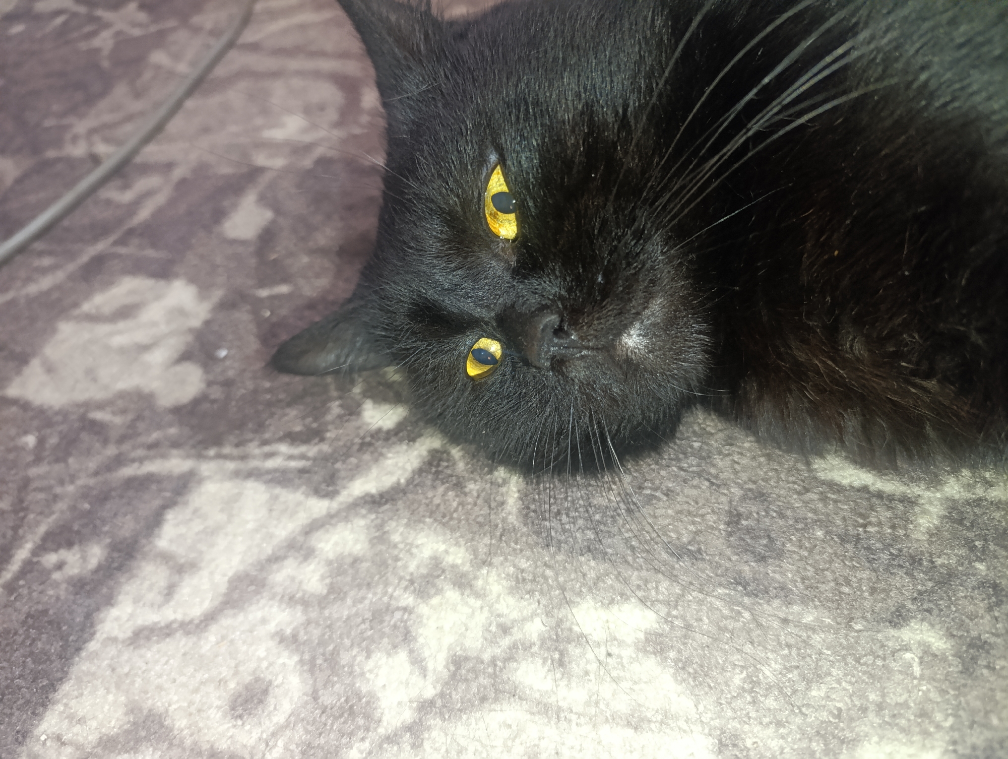 A black cat with bright yellow eyes is lying on its side on a patterned gray carpet. The cat's head is turned towards the camera, and its eyes are open and looking directly at the viewer. Its whiskers are long and spread out. The lighting in the image is dim, casting shadows on the cat's face. The carpet has a mottled pattern of light and dark gray. There is a thin, metallic-looking object, possibly a wire or string, running across the carpet in the upper left corner of the image. The scene appears to be indoors. There is no information about the specific location in Zlatopil, Ukraine, or any people present.
