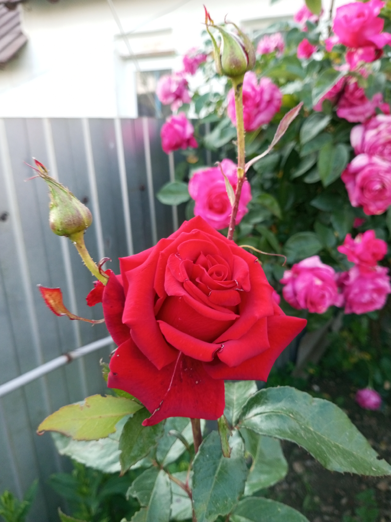 A close-up, eye-level shot focuses on a vibrant red rose in full bloom, positioned in the foreground. The rose's petals are a deep, rich red, with delicate water droplets visible on their surface. To the left of the red rose, a green rose bud is emerging, its tip slightly reddish. Behind the main subject, a rose bush laden with numerous pink roses and green foliage is visible. The background includes a light-colored wall or building on the upper left, and a grey corrugated metal fence on the left side of the image. The ground beneath the rose bush appears to be dark soil. The overall scene suggests a garden setting within the Ароматновское сельское поселение, Ukraine.