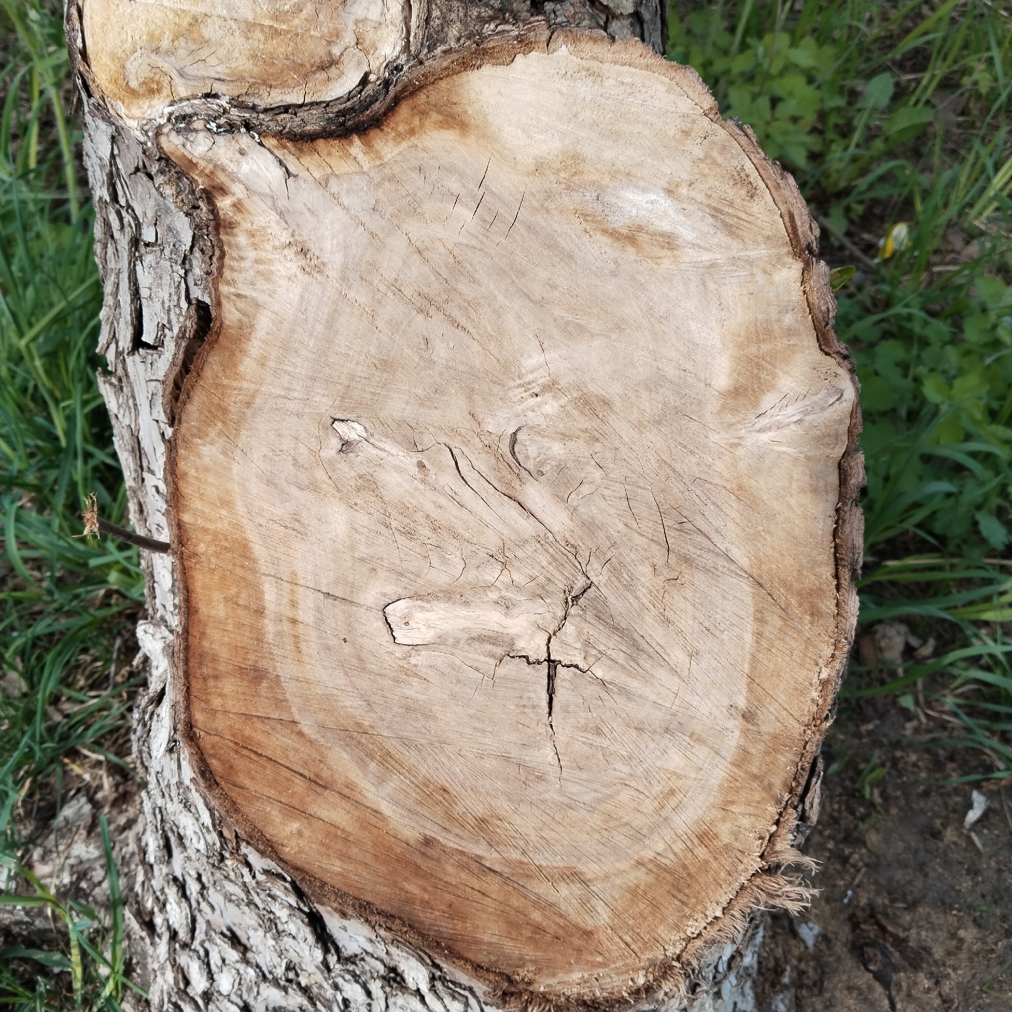 The image shows the cross-section of a freshly cut tree trunk. The bark is rough and gray, transitioning to a smooth, light brown wood with visible growth rings. There's a small branch stub protruding from the bark on the left. Cracks radiate from the center of the wood. Grass and dirt are visible around the base of the trunk. The location is Chaikovsky, Russia, based on the user's prompt.