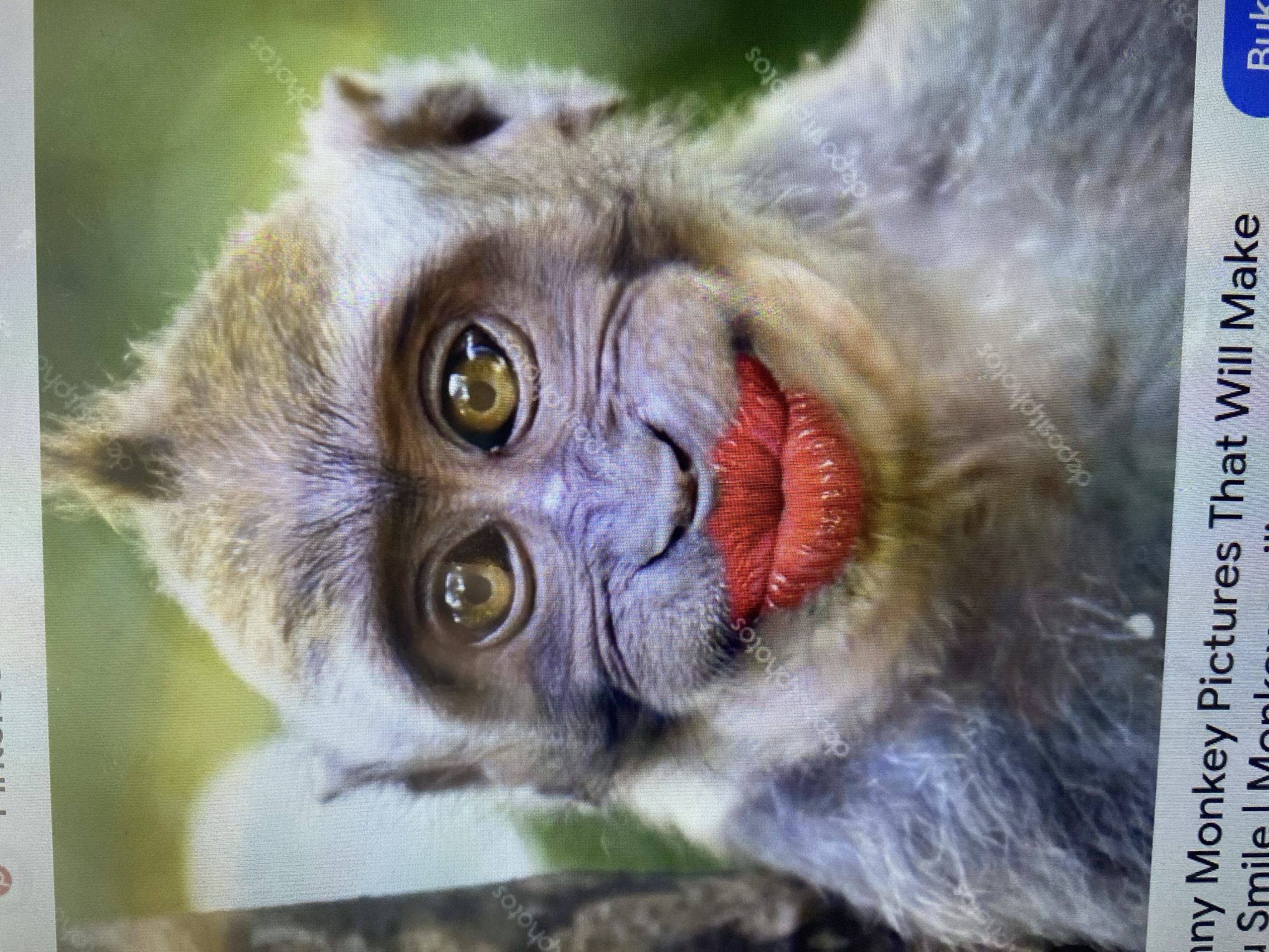 The image shows a close-up of a monkey's face with bright red lipstick applied to its lips. The monkey has large, expressive eyes and fur. The background is blurred, with hints of green foliage. Text at the bottom of the image suggests it is from a collection of "Funny Monkey Pictures That Will Make You Smile." There is no indication of the city of Ta', Indonesia, or any specific location.
