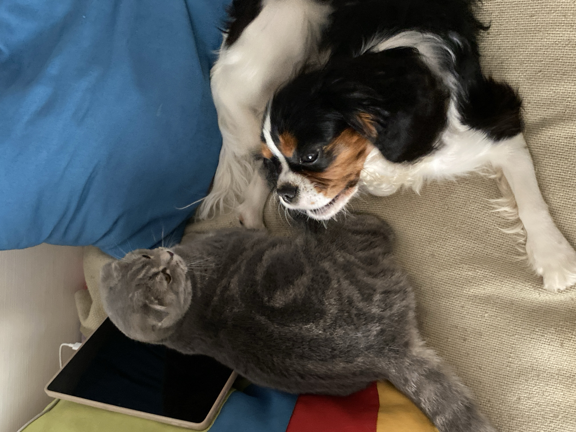 In Votkinsk, Russia, a grey Scottish Fold cat and a Cavalier King Charles Spaniel are resting on a textured, light-brown couch. The cat, positioned to the left, is looking towards the dog. The dog is lying down, facing upwards and to the left, with its head resting on the cat's body. The dog has black, white, and tan markings. Behind the animals, a bright blue cushion is visible. To the left of the cat, a tablet device with a black screen and a light brown bezel is propped up against a colorful pillow that features bands of green, yellow, blue, and red. The environment appears to be indoors, likely a living room.