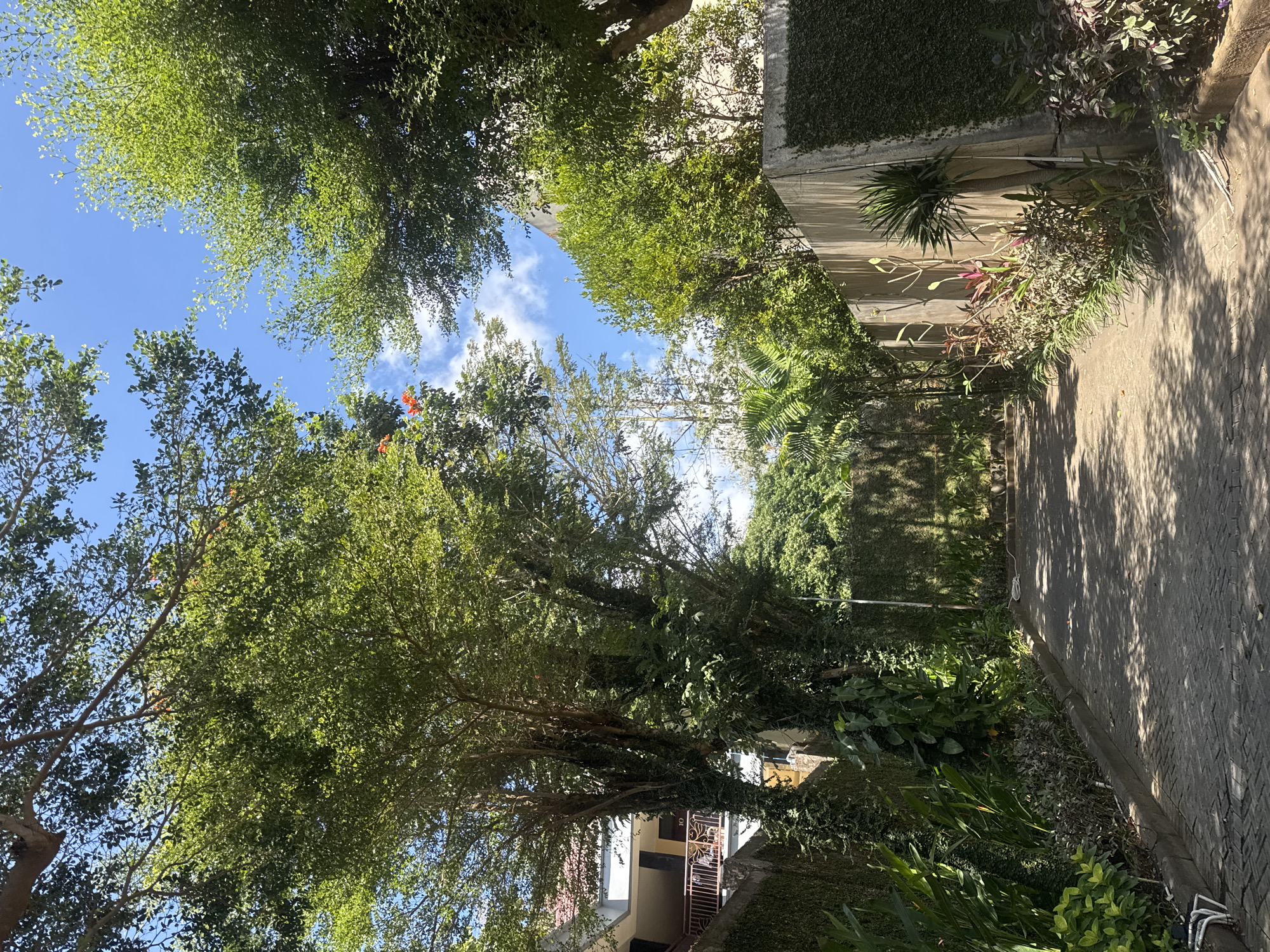 The image depicts a paved pathway leading between two walls lined with lush vegetation. Large trees with dense green canopies dominate the upper portion of the frame, with a clear blue sky visible between the branches. Sunlight filters through the leaves, creating dappled shadows on the pathway.
On the left side of the path, a wall covered in ivy runs alongside, with a building featuring balconies and windows partially visible behind it. The building appears to be a multi-story structure, possibly an apartment complex or hotel. The wall on the right is a concrete structure, also partially adorned with greenery.
The pathway itself is paved with interlocking bricks or stones, and the edges are lined with a variety of plants, including tall leafy plants, smaller bushes with reddish and purplish foliage, and a small palm-like tree. A white cable lies coiled on the ground near the right wall.
The overall impression is a well-maintained, verdant outdoor space, likely a private driveway or walkway within a residential or hospitality area in Kuta Selatan, Indonesia, characterized by its tropical climate and abundant plant life. No people are visible in the scene.