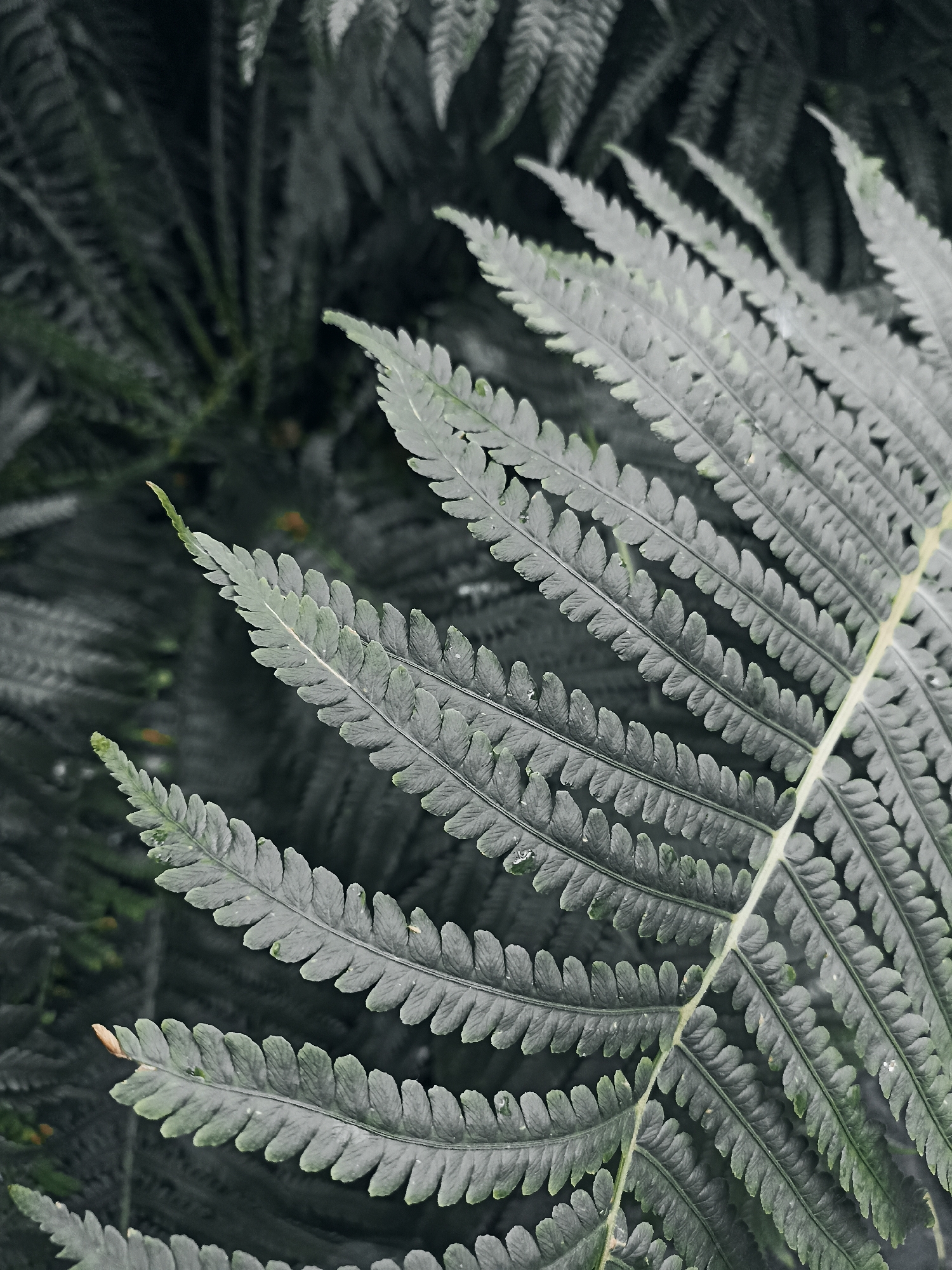 A close-up, low-angle shot focuses on the fronds of a fern plant. The fronds are a deep, muted green with a slight blue-gray hue, their delicate leaflets serrated along the edges. The texture of the leaves is finely detailed, with visible veins and subtle water droplets clinging to the surface. The background is a blur of darker green fern fronds, creating a sense of depth and lushness. The lighting is dim, suggesting an overcast day or a shaded environment. There are no people, animals, or man-made objects visible in the image, and the setting appears to be a natural, forested area. The location is specified as Mochische, Russia.