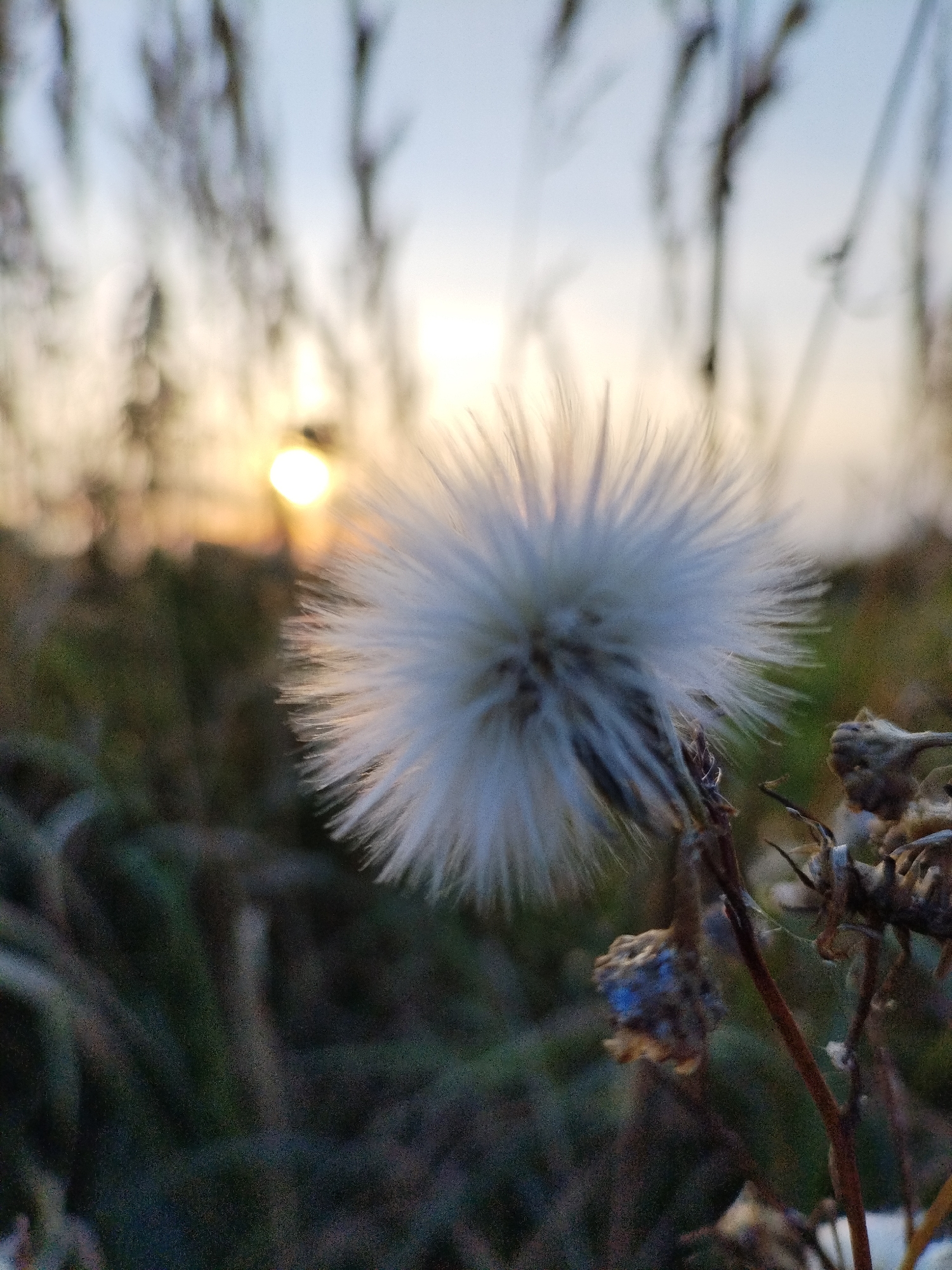 The image is a close-up shot of a fluffy white seed head of a plant, possibly a dandelion or a similar weed, in the foreground. The seed head is in sharp focus, with its delicate fibers fanned out. Behind it, the background is blurred, showing tall, dry grasses and foliage. The setting sun is visible as a bright, hazy orb in the upper left portion of the background, casting a warm glow. The overall scene suggests an outdoor, natural environment, likely a field or a grassy area on the outskirts of a rural or semi-rural location. There are no people or animals visible in the image. The time of day appears to be sunset or twilight due to the low angle and soft light of the sun. The specific location of Bialynichy, Belarus, is a geographical context that would be inferred from external information rather than directly from the visual content of the image itself.
