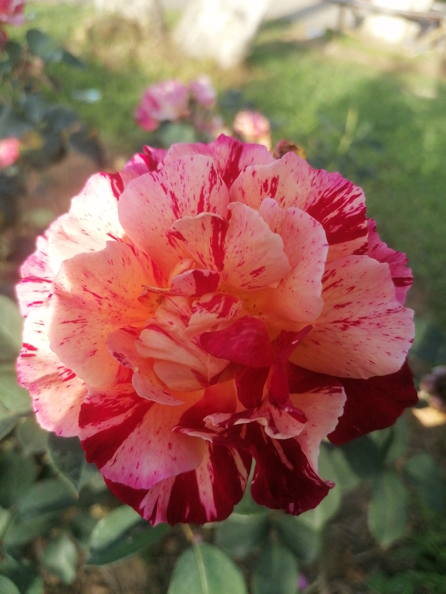 A close-up, eye-level shot focuses on a single, multi-petaled rose with striking red and white variegation. The petals exhibit a painterly effect, with splashes and streaks of deep pink and crimson against a pale peach or cream background. Some petals are deeply cupped, while others unfurl outwards, revealing layers of texture and subtle gradients of color. The center of the rose appears densely packed with tightly furled petals.
The rose is positioned slightly off-center to the right, dominating the foreground. Surrounding the rose, out-of-focus elements suggest an outdoor garden setting. Green foliage, likely rose leaves, forms a soft backdrop along the bottom and left edges of the frame. The background further blurs into areas of green grass and what appears to be a pale, sunlit structure or pathway in the distance. The lighting is natural and appears to be from the side, casting soft shadows and highlighting the delicate textures of the rose petals. There are no people or animals visible in the image.
While the image itself does not provide specific geographical markers, the prompt states the location is Phường Xuân Hương - Đà Lạt, Vietnam. In this context, the scene depicts a rose in a garden within this Vietnamese city, known for its cool climate and abundant floral displays.