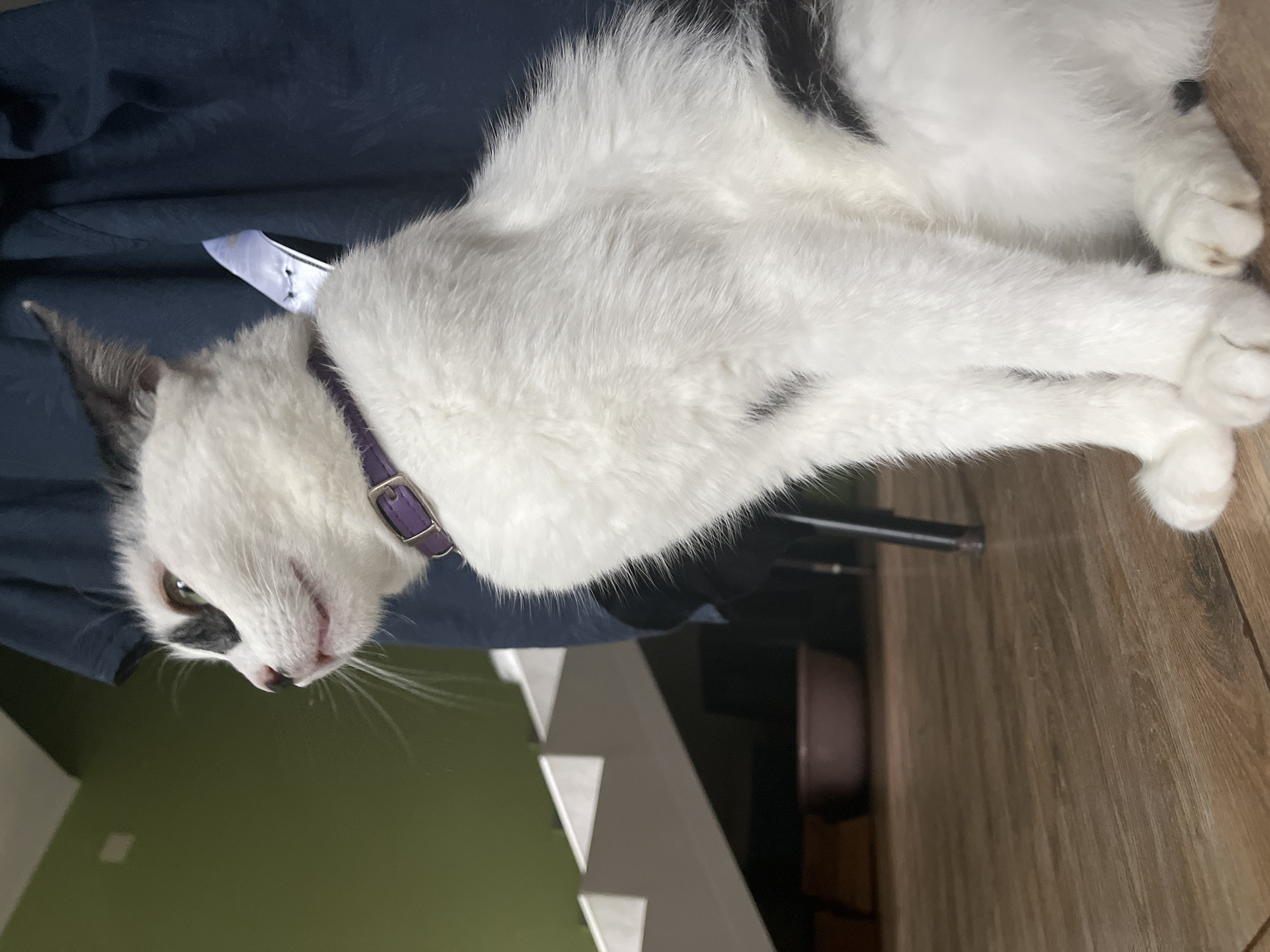 A black and white cat with a purple collar is sitting on a wooden floor in a room. The cat is looking to the left, with its head turned. In the background, there is a green wall and a white staircase. A dark blue piece of fabric is behind the cat. The lighting is dim, suggesting it may be indoors during the day or in the evening. The scene is simple and domestic. The image was taken in Ureki, Georgia.