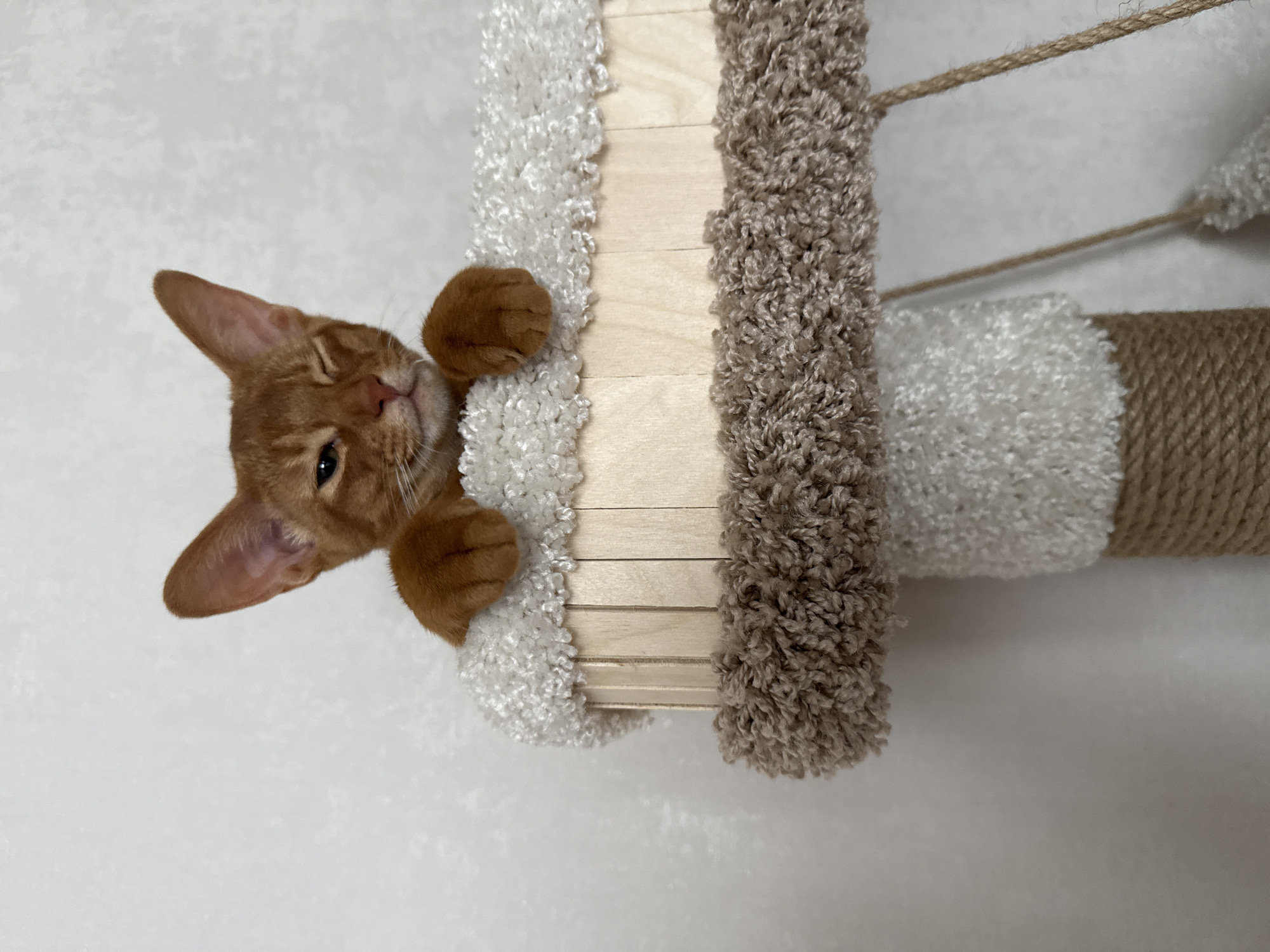 A young Abyssinian cat with orange fur is perched on a cat tree. The cat is looking towards the camera with one eye closed in a wink. Its paws are resting on the edge of the cat tree, which is covered in fluffy white and brown material. The background is a plain, textured wall. The image appears to be taken indoors. There is no information available about the location in Stary Oskol, Russia.