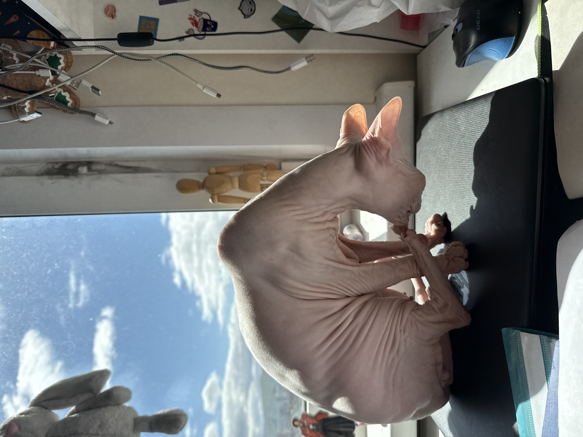A tan-colored Sphynx cat is grooming itself on a black surface. The cat is positioned next to a window with a view of a blue sky with white clouds. Reflected in the window are a stuffed bunny and an image of a person. On the table near the window are cables, stickers, gingerbread cookies, a wooden articulated figure, a computer mouse, and some white fabric. There are no identifying features to determine the location in Krasnoyarsk, Russia.