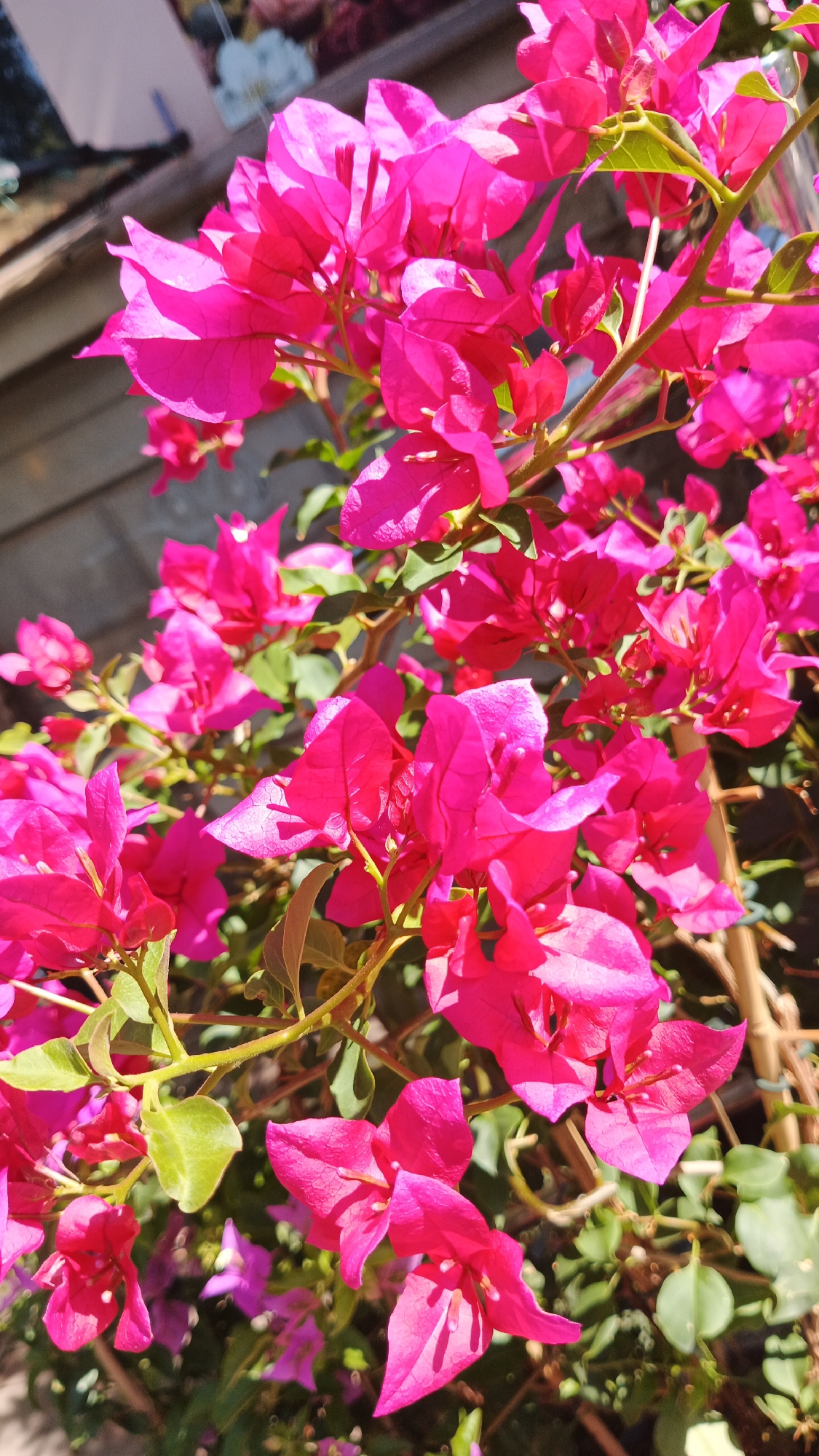 A close-up, eye-level, natural light shot focuses on a cluster of vibrant pink bougainvillea flowers and their green leaves. The flowers are a dominant feature, with some in sharp focus and others softly blurred, creating a sense of depth. The background is out of focus, showing a hint of a grey brick wall, a thin vertical wooden support, and some muted colors which might be part of a building or other vegetation. The scene is outdoors, suggesting a garden or park setting. There are no people or animals visible in the image. The overall impression is one of natural beauty and bright, sunny weather. The location is specified as Kryvyi Rih, Ukraine, but this detail cannot be visually confirmed from the image itself.