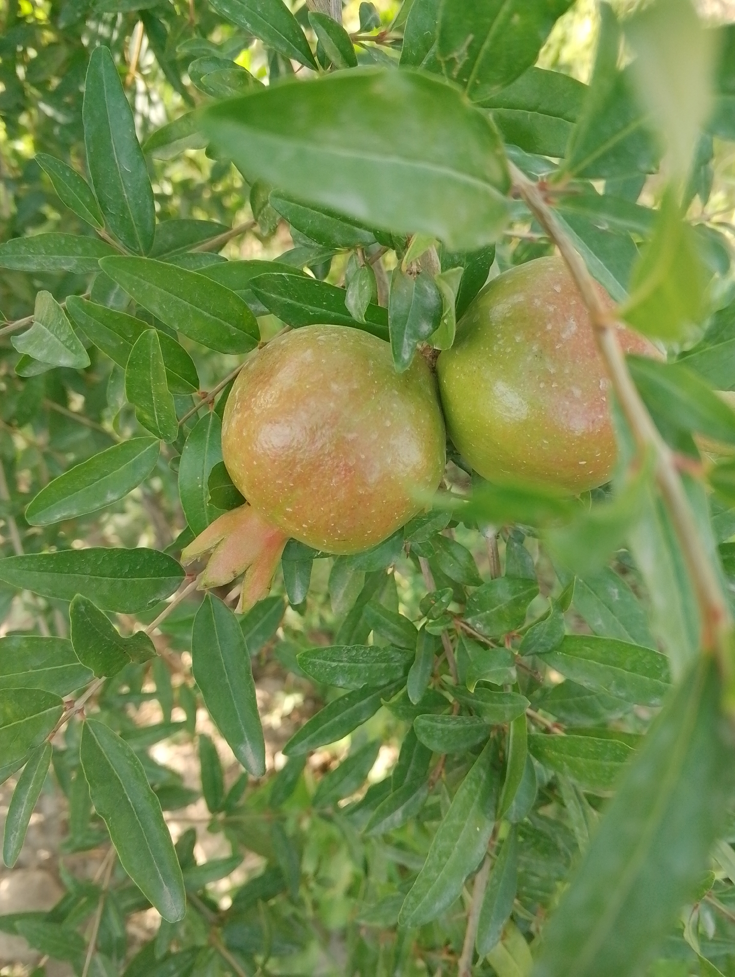The image shows two unripe pomegranates growing on a tree branch amongst green leaves. The pomegranates are round with a greenish-yellow skin, tinged with red on one side. They have small, triangular sepals at the bottom. The leaves are elongated and pointed, with a matte green finish. The background is softly blurred, showing more leaves and branches, suggesting an outdoor natural setting. The lighting appears to be natural daylight, likely daytime given the bright, diffused illumination on the fruit and foliage. There are no people visible, and no text is present in the image. The scene depicts a close-up view of fruit on a tree, likely in an orchard or garden. The context provided indicates the location as Kulob, Tajikistan, suggesting this is a pomegranate tree in that region. The overall impression is one of natural growth and the early stages of fruit development.