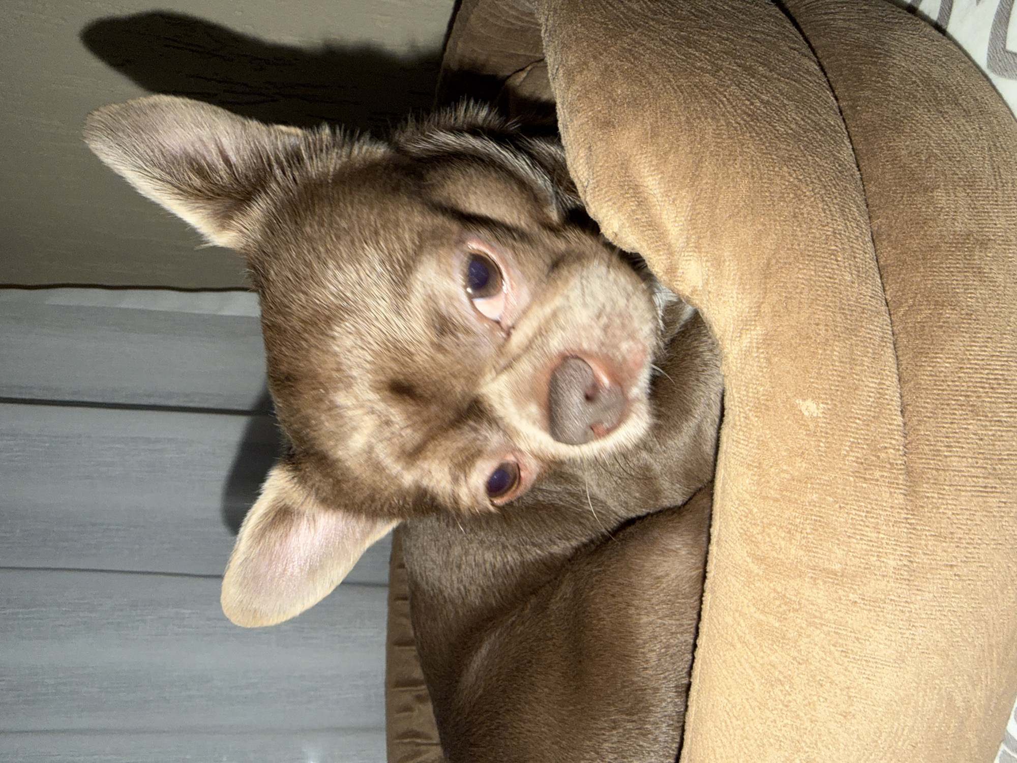 A brown Chihuahua is nestled inside a brown dog bed, looking up at the viewer. The dog is indoors. The location is impossible to determine based on the image.