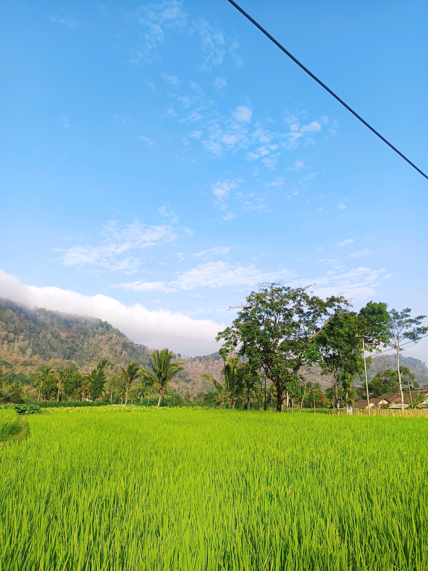 The image depicts a vibrant, sun-drenched rice paddy field in Tlogosari, Indonesia. The lush green rice stalks fill the foreground, stretching towards a line of trees and a gently sloping, mist-shrouded mountain in the background. The sky is a clear, bright blue, dotted with wispy white clouds. A dark power line diagonally crosses the upper right portion of the frame. The scene is peaceful and idyllic, showcasing the natural beauty of the Indonesian countryside.
