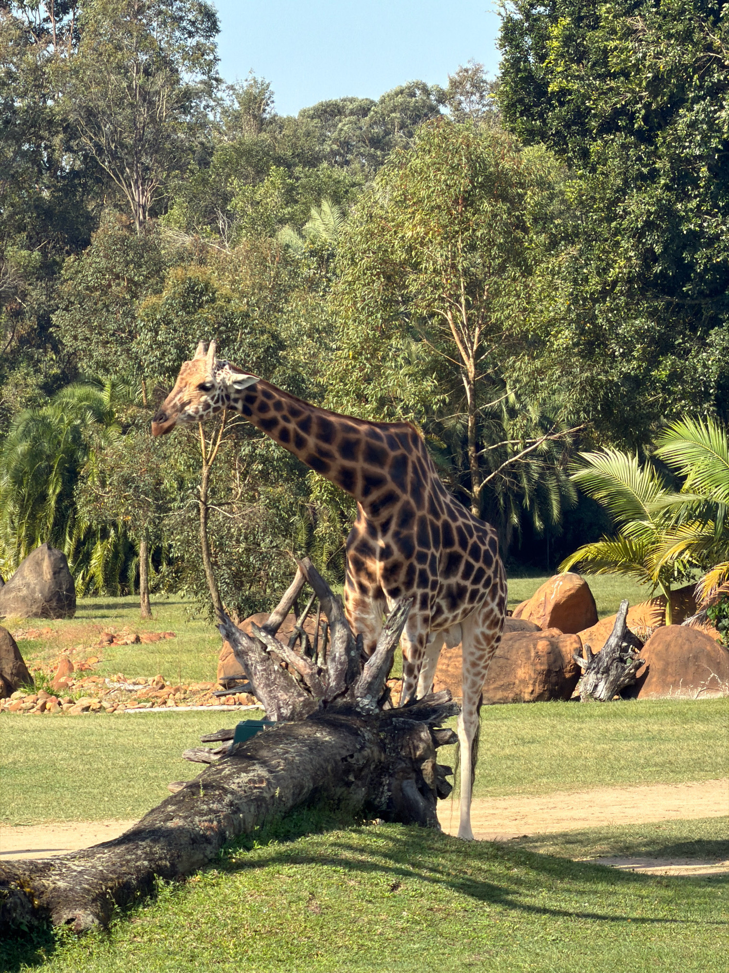 A giraffe stands in a grassy enclosure with a fallen tree trunk in the foreground. The giraffe is facing left with its head lowered. The enclosure is surrounded by lush green trees and large rocks. The scene is bathed in bright sunlight, casting shadows on the grass. This image was taken at Australia Zoo in Beerwah, Australia.