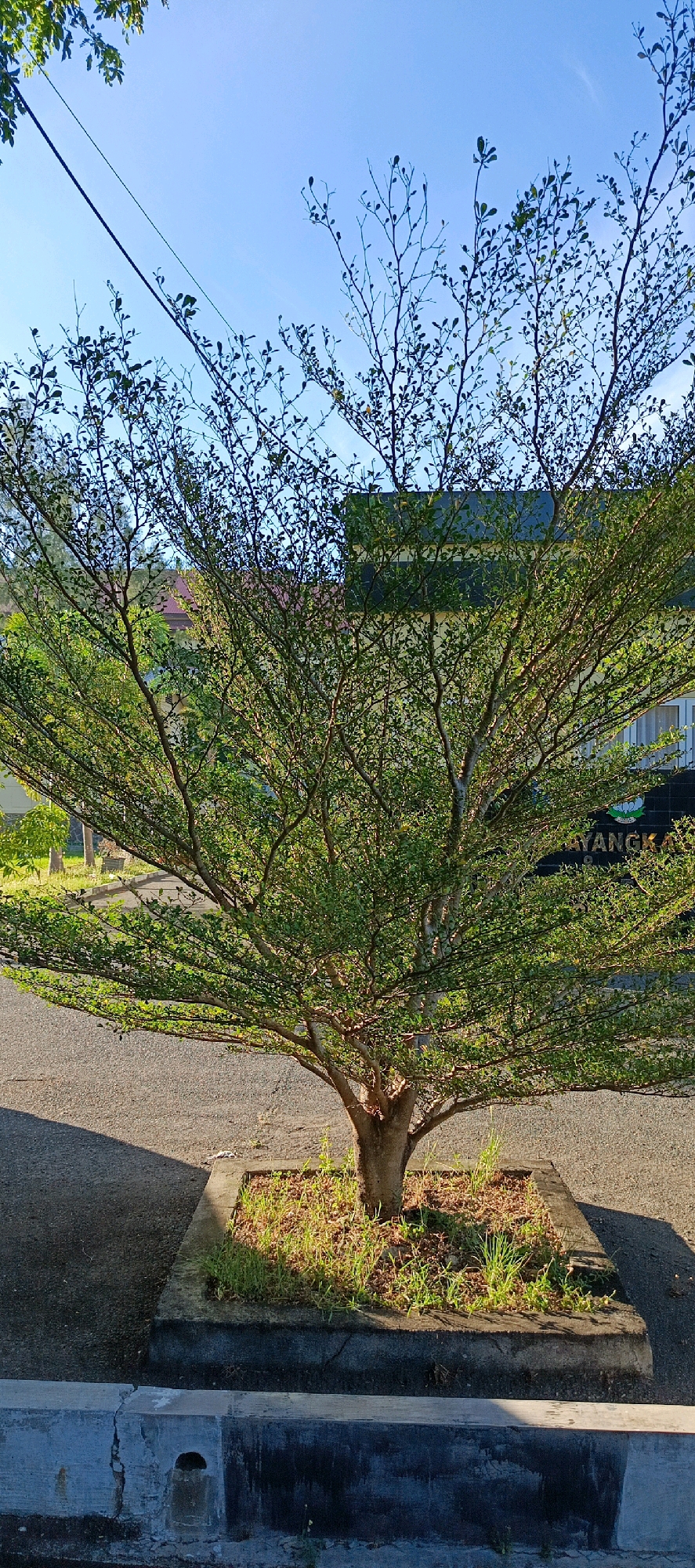 A medium-shot vertical photograph captures a leafless tree with delicate branches reaching towards a clear blue sky. The tree is planted in a concrete planter box filled with dry soil and sparse green grass. The planter is located on an asphalt surface, with a concrete barrier in the foreground. In the background, a building with horizontal dark and light panels is visible, with the word "AYANGKA" partially obscured by the tree. The scene suggests an outdoor environment within a city, possibly a public space or campus in Banda Aceh, Indonesia, given the signage. Sunlight casts shadows, indicating it is daytime.