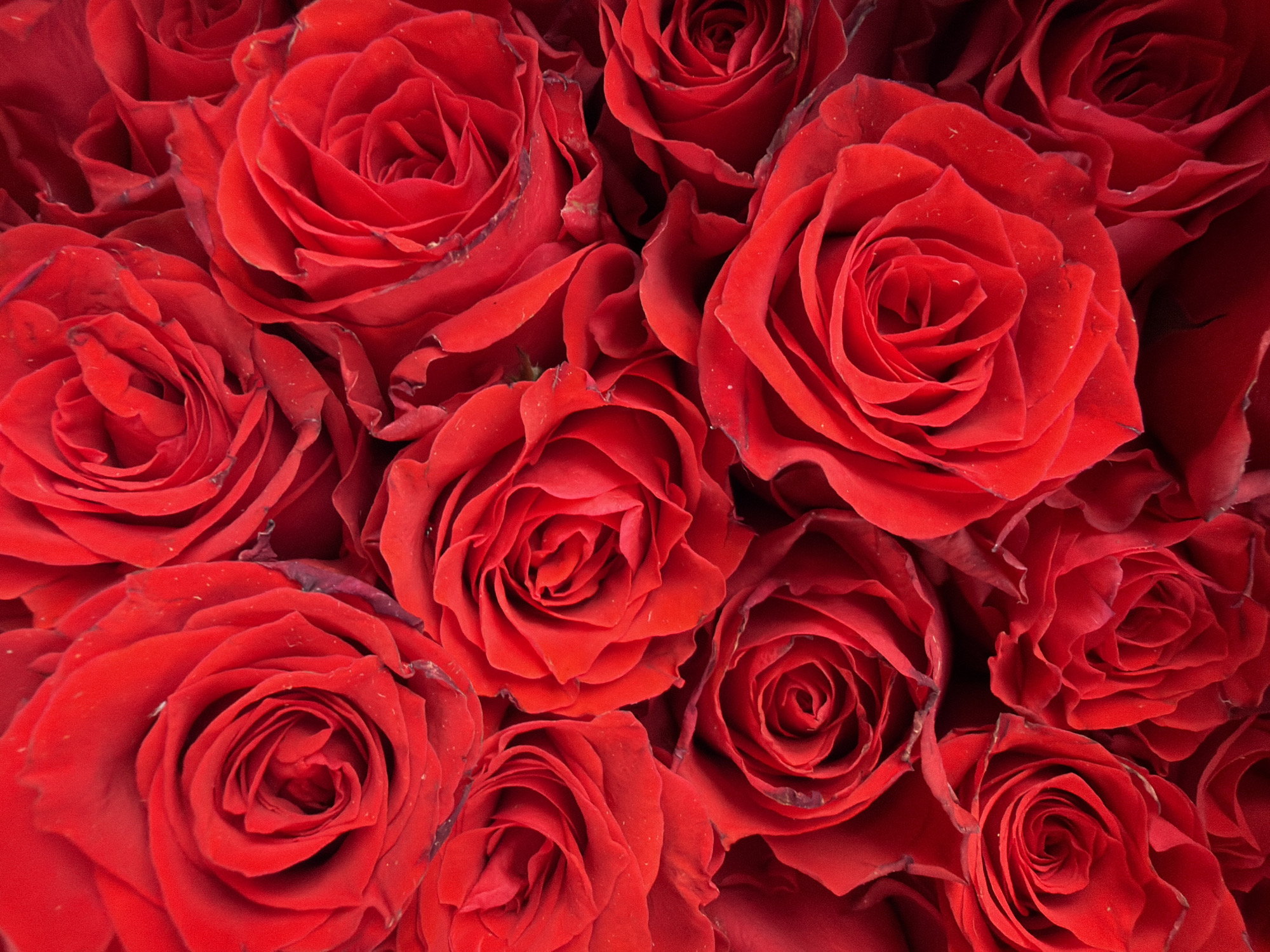 A close-up, overhead view of a dense bouquet of vibrant red roses fills the frame. The petals are richly colored, with subtle variations in shade and texture, and some appear to have tiny water droplets on their surfaces. The roses are tightly packed, with their velvety petals overlapping and swirling inwards to form intricate centers. The lighting highlights the curves and folds of the petals, creating a sense of depth and volume within the composition. The image appears to be an indoor studio shot, with no discernible background or environmental context of Nha Trang Ward, Vietnam.