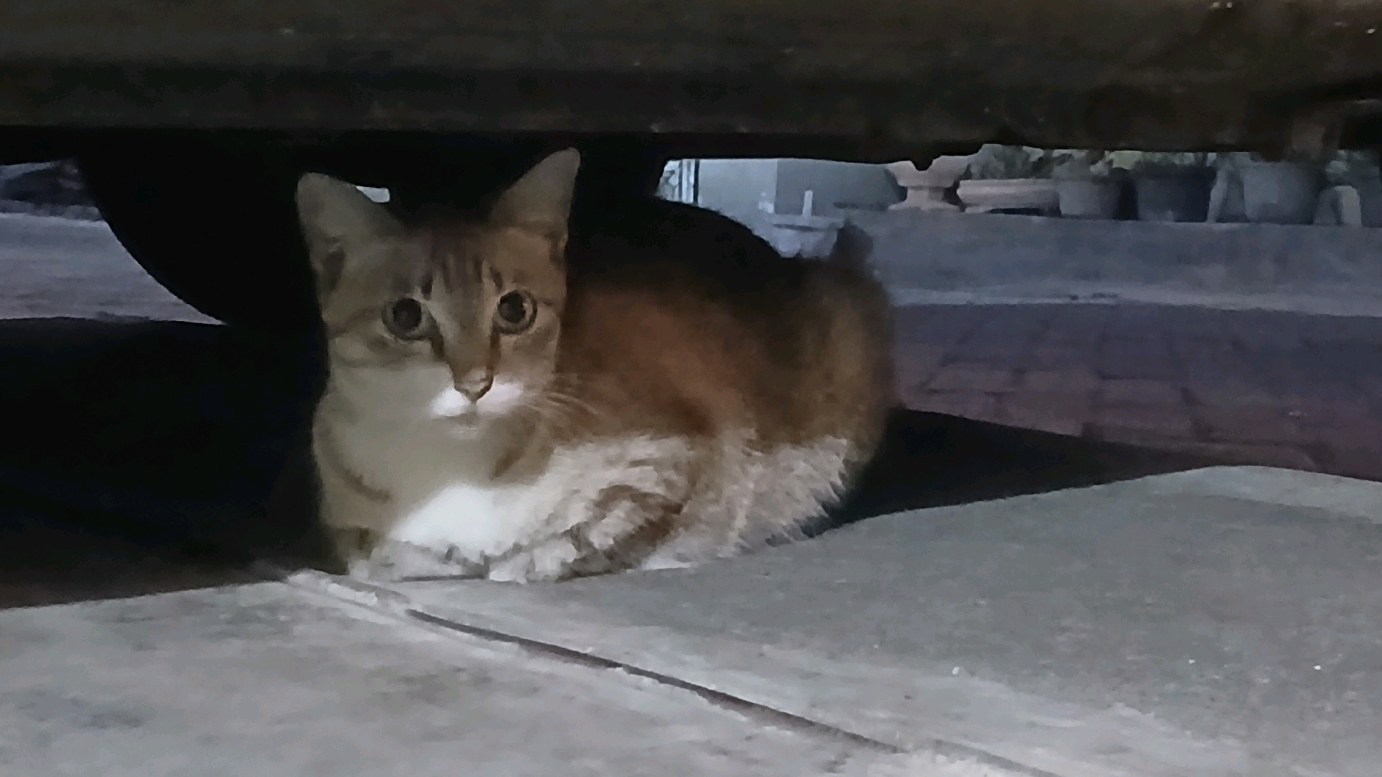 A cat is pictured lying down under a vehicle, possibly a car or truck, as evidenced by the undercarriage and a tire visible in the background. The cat has tabby markings with a predominantly brown and white coat. Its eyes are open, and it is looking towards the camera. The ground appears to be concrete paving stones. In the background, blurred potted plants and a stone bench can be seen, suggesting an outdoor area, possibly a garden or courtyard within the city of Kloncing, Indonesia. The lighting suggests it is either dusk or night.