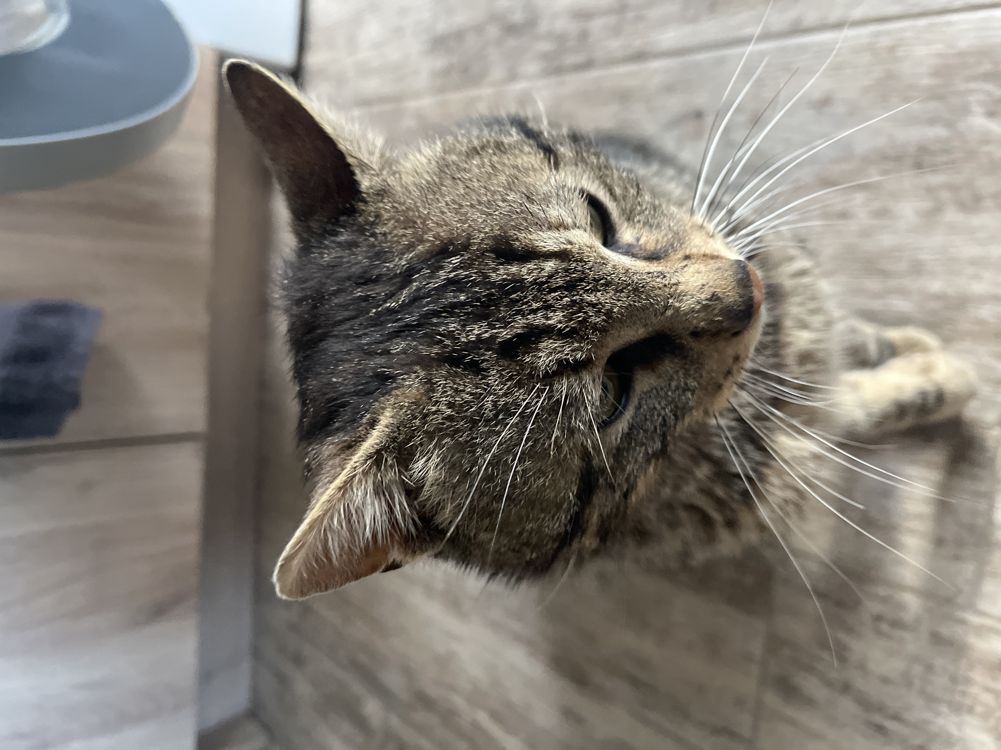 A close-up, slightly tilted, overhead shot features a brown tabby cat. The cat's face, with prominent whiskers, is in focus. The cat is lying on a light brown wooden floor, or similar surface. In the upper left corner of the image, a gray object, possibly a bowl or container, is partially visible, along with a dark blue object, possibly a cloth. There is no indication of the location being Turyan, Bulgaria or any specific city.