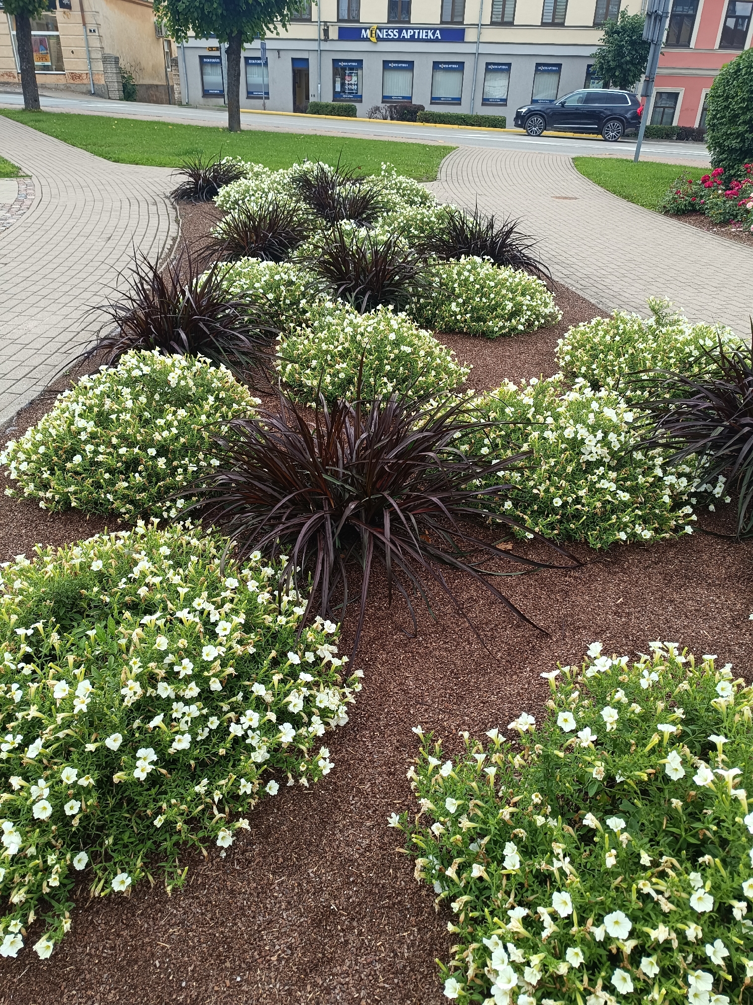 The image shows a streetscape in the city of Saldus, Latvia, focusing on a landscaped area with flowers and paving stones. In the foreground, several clusters of white petunia-like flowers are planted in beds of dark brown mulch. Interspersed with the flowering plants are tall, spiky, dark reddish-brown ornamental grasses. A curved pathway made of light gray interlocking pavers runs through the scene, bordered by the mulch and grass.
In the background, a street is visible with a dark-colored SUV driving away from the camera. Buildings line the street; one building has a facade with multiple windows, and above some of the windows are signs with blue lettering reading "MENESS APTIEKA". Another building to the right has a pink facade. Trees with green foliage are also present along the street. A patch of green grass is visible between the pathway and the street. The overall impression is one of urban landscaping and street view.