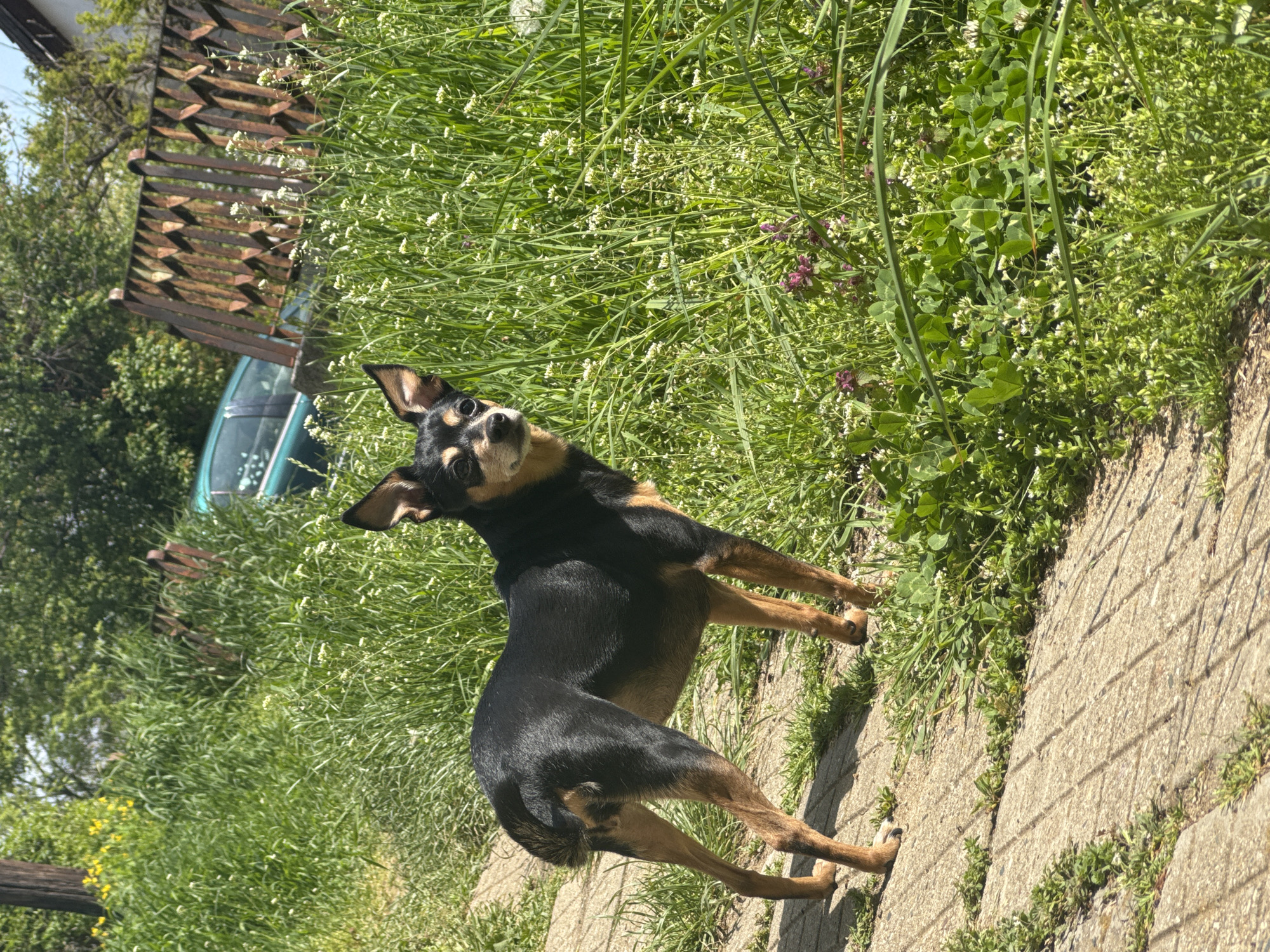 A black and tan Chihuahua-like dog stands on a weathered concrete path. The surrounding environment consists of dense green vegetation, including grasses, clovers, and small white flowering plants. A wooden fence is visible in the background, along with a glimpse of a light blue or green vehicle. The lighting suggests a sunny day. The geographical location cannot be ascertained from visual data.