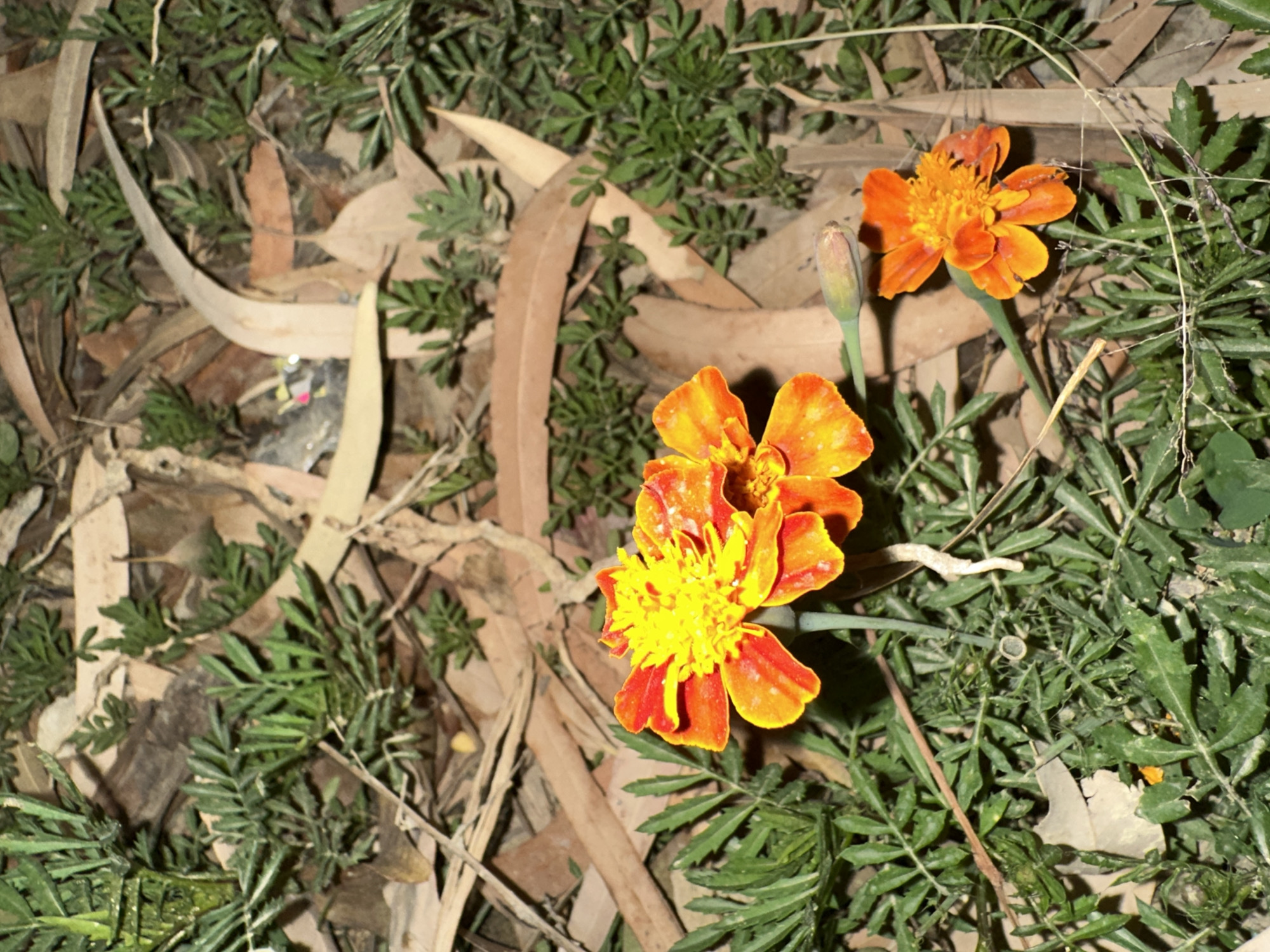 The image captures a ground-level view of a natural outdoor scene, prominently featuring two vibrant orange and yellow flowers, likely marigolds. One flower is in the lower left of the frame, showcasing bright yellow stamens and petals transitioning from yellow at the base to rich orange-red at the tips. Another similar flower is positioned in the upper right, accompanied by an unopened bud with a green stem.
The ground around the flowers is densely covered with small, finely-divided green leaves, typical of marigold foliage or other low-growing plants. Numerous elongated, dried brown leaves, possibly from eucalyptus trees, are scattered across the ground, intermingling with the green foliage. In the upper left area of the frame, a small, indistinct piece of debris, possibly shiny or metallic, is partially visible amongst the leaves.
The scene appears to be illuminated by an artificial light source during low-light conditions, such as dusk or night, which highlights the vivid colors of the flowers against the darker greens and browns of the foliage and dried leaves. No specific activity is taking place, and no text is visible in the image. The overall impression is one of natural growth in a somewhat unkempt outdoor setting.