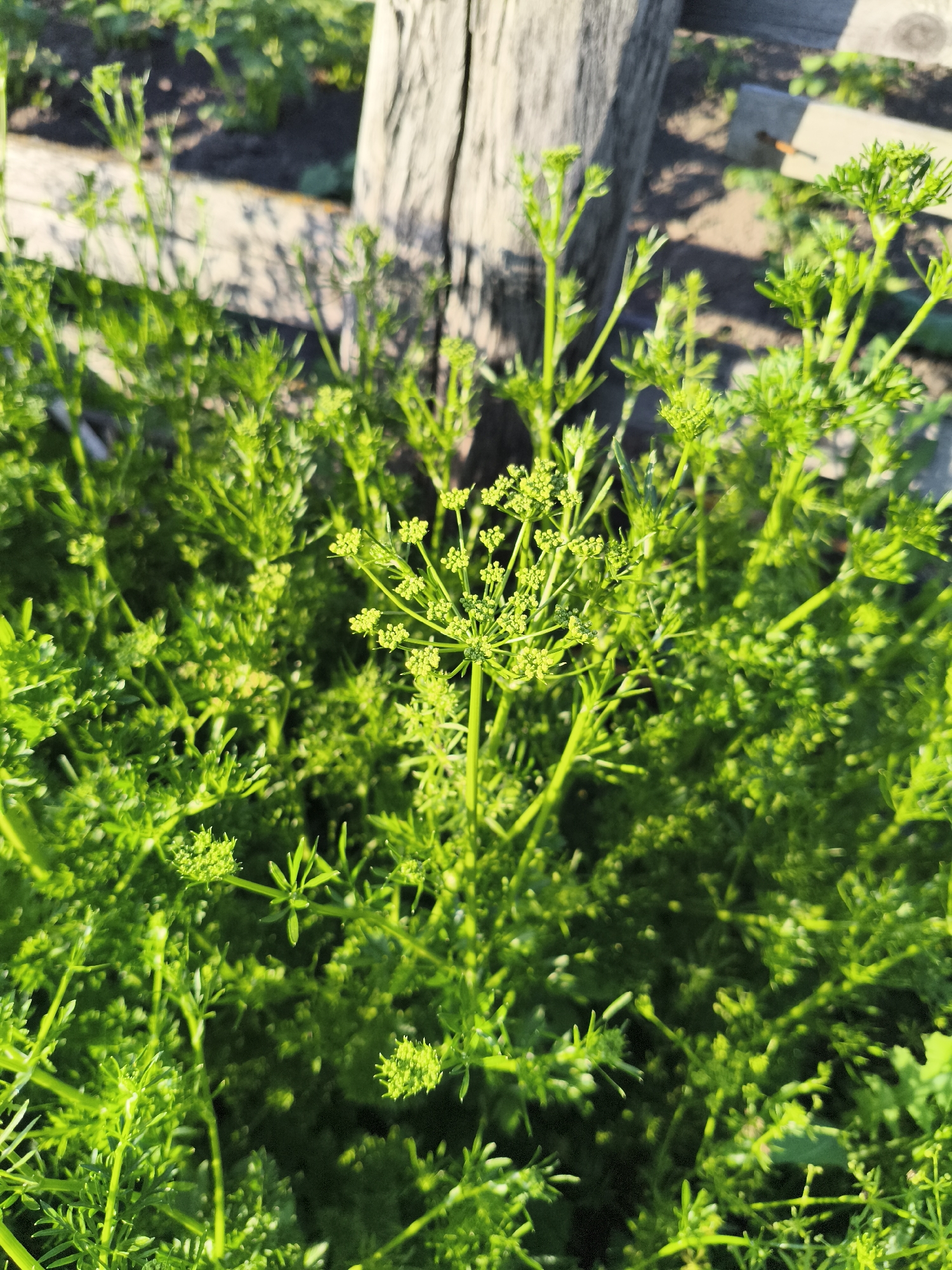 The image shows a close-up, outdoor shot of bright green, leafy plants, likely herbs, in what appears to be a garden setting. The plants have delicate, feathery foliage and some have small clusters of green buds or flowers. In the background, a weathered wooden post and a wooden fence are visible, along with dark soil and sunlight casting shadows. The overall impression is of a lush, sun-drenched garden. The location is stated as Ilmino, Russia.
