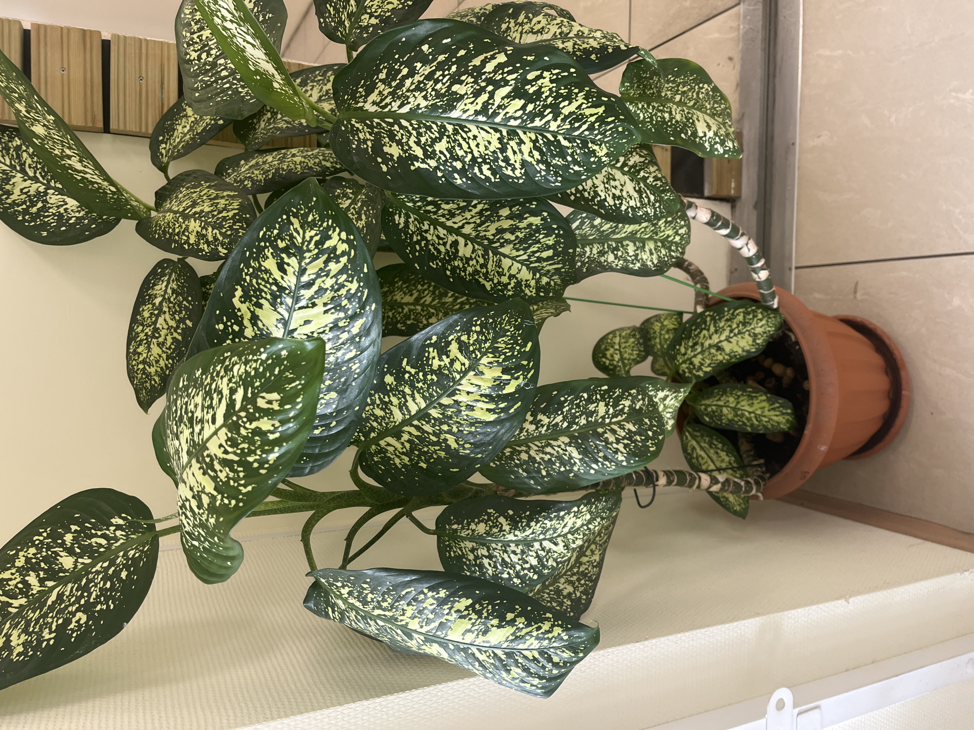A close-up, eye-level shot captures a large Dieffenbachia plant in a terra cotta pot. The plant's dark green leaves are heavily mottled with creamy yellow splotches, creating a striking pattern. The stems are thick and speckled with white and green rings. The plant is positioned in an indoor setting, with a textured, cream-colored wall to the left and a wooden slatted decorative panel visible to the right. The floor is tiled with light-colored square tiles. The lighting is even and appears to be artificial, casting no strong shadows. The image does not contain any people, animals, or specific landmarks that would indicate its location within Saint Petersburg, Russia.