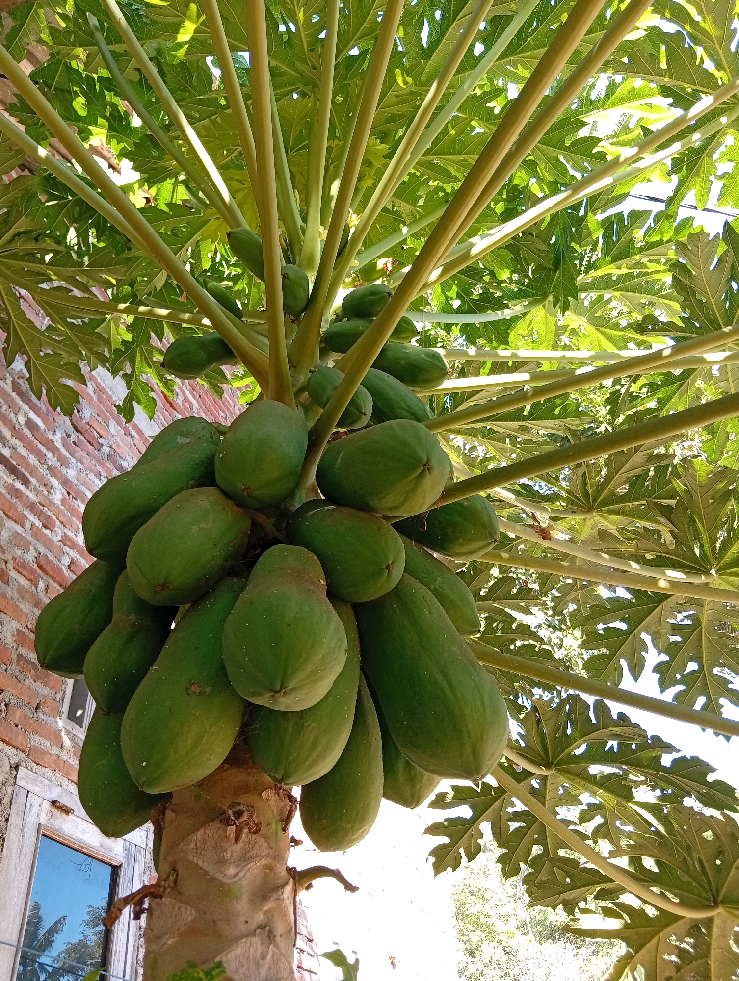 The image shows a papaya tree with a large cluster of green papayas growing on its trunk. The tree is located in front of a brick wall, and a window with a wooden frame is visible to the left. Sunlight filters through the leaves of the tree, creating dappled shadows. The scene appears to be in a residential area, possibly a backyard or garden, in Miritpetikusan, Indonesia. The papayas are unripe and appear to be of various sizes, with some being larger and more elongated than others. The texture of the papayas is smooth, and they are a vibrant green color. The leaves of the papaya tree are large and have a distinctive lobed shape. The brick wall is made of red bricks and has some signs of weathering. The window is old and appears to be made of wood, with peeling paint. The sky is visible through the leaves and appears to be bright and sunny.