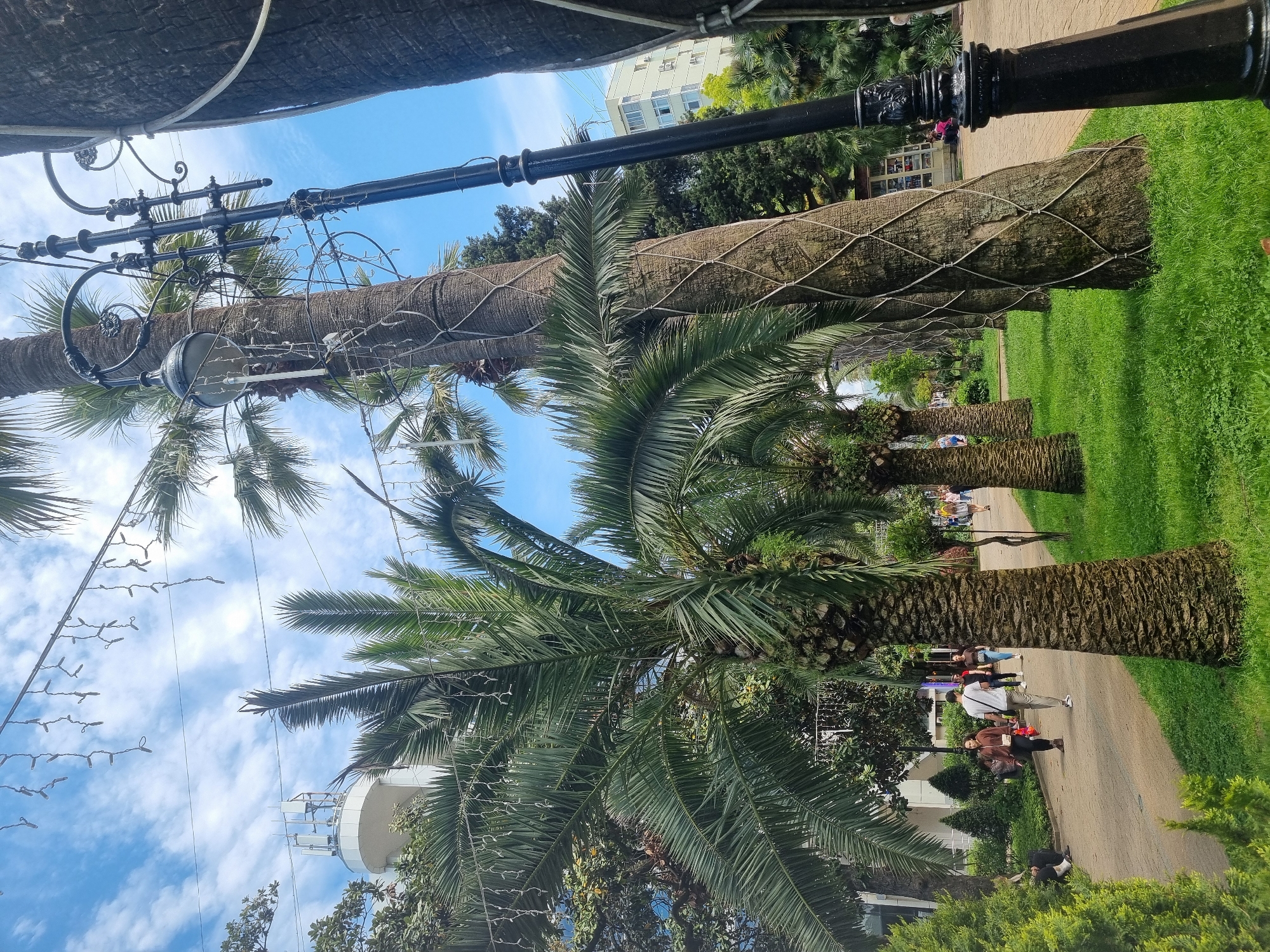 The image shows a row of tall palm trees lining a paved pathway, likely in a park setting, with people walking along the path. The tree trunks are covered with a netting material. Green grass is visible on one side of the path. Overhead, there are streetlights with decorative wiring and string lights. A building is visible in the background, along with patches of blue sky with white clouds. The exact location is unknown.
