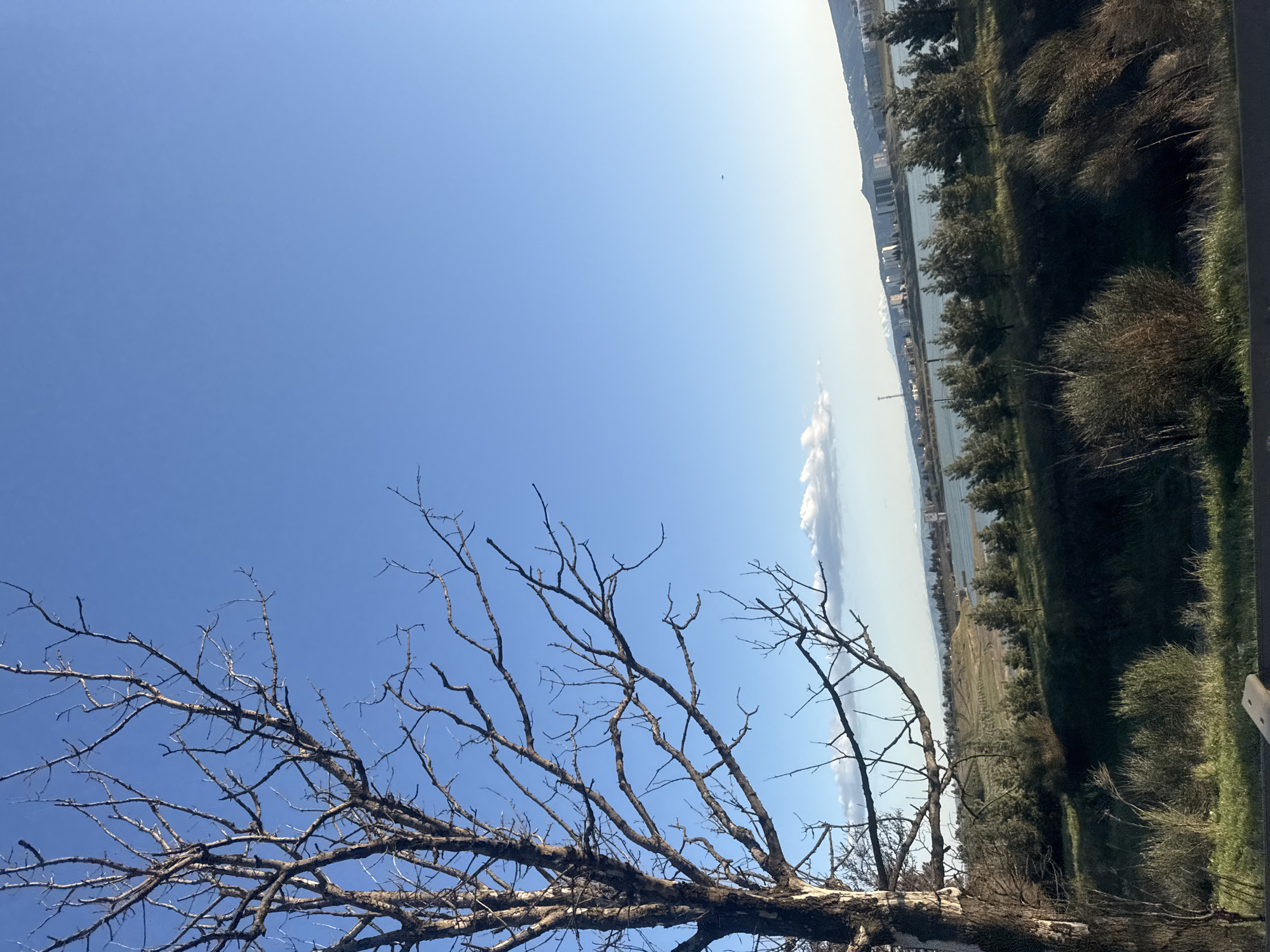 The image shows a sideways view of a landscape with a clear blue sky overhead. A bare tree with many branches fills the lower-left quadrant of the image. A body of water, potentially a river or lake, is visible in the distance, lined with buildings and trees. There is a strip of green vegetation on the right, suggesting a park or forested area.
There is no information to suggest that this image is of Tbilisi, Georgia.