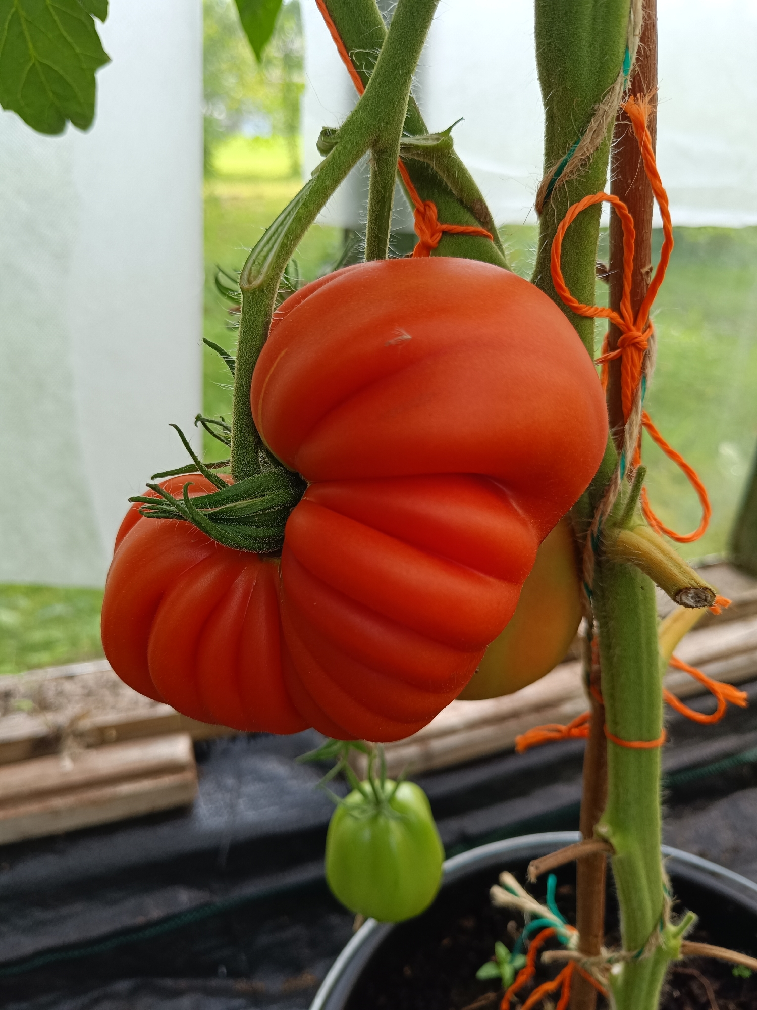 In Tebras, Latvia, a close-up, eye-level shot captures two ripening tomatoes on a vine within a greenhouse. The primary focus is on a large, ribbed, red tomato, positioned slightly left of center, with its stem and a smaller, green tomato hanging below and to the left. The tomatoes are supported by a thick green stem, which is tied to a wooden stake with orange and natural twine. The background is blurred, showing the interior of a greenhouse with wooden structures, dark fabric ground cover, and hints of green foliage and a bright sky. The lighting is diffused, suggesting an overcast day.