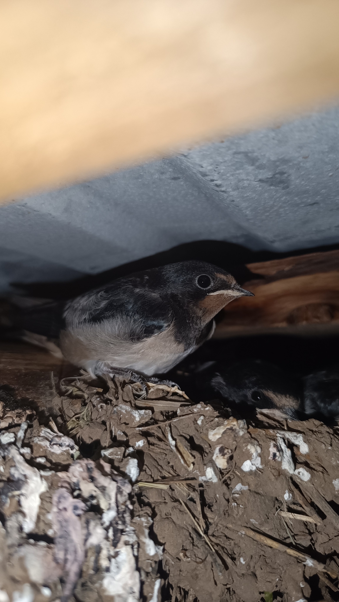 An overhead medium shot shows a young barn swallow perched in a nest under a corrugated metal roof. The bird is facing right, with its head turned towards the viewer. It has dark brown feathers on its head and back, with lighter brown and white feathers on its chest and belly. Its eyes are dark and round, and its beak is small and pointed. The nest is made of mud, straw, and other natural materials, and it appears to be located in an enclosed space, possibly an attic or under eaves. There are other young birds in the nest, though they are mostly obscured by the foreground bird and shadows. The background is dark and out of focus, with a hint of wooden beams and the corrugated roof. The lighting is dim, suggesting it is either early morning or late evening, or the location is sheltered from direct sunlight.