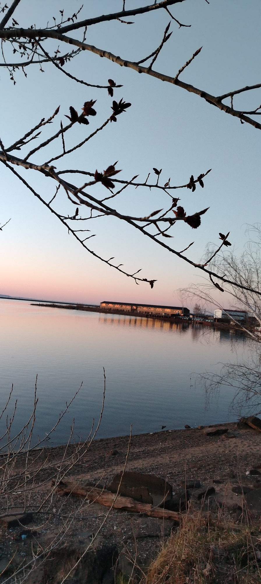 The image depicts a tranquil waterfront scene at dusk. Dominating the upper portion are bare tree branches with small buds, silhouetted against a sky transitioning from pale blue to soft pink near the horizon. Below, a calm body of water reflects the fading light and the outline of a long, low building with multiple windows. Adjacent to the building, a smaller, white structure is visible. The foreground shows a shoreline with dark sand, interspersed with grasses and twigs. The location appears to be a shoreline or lakeside area with buildings suggesting possible industrial or commercial activity. The city of Unknown, Unknown is not apparent.