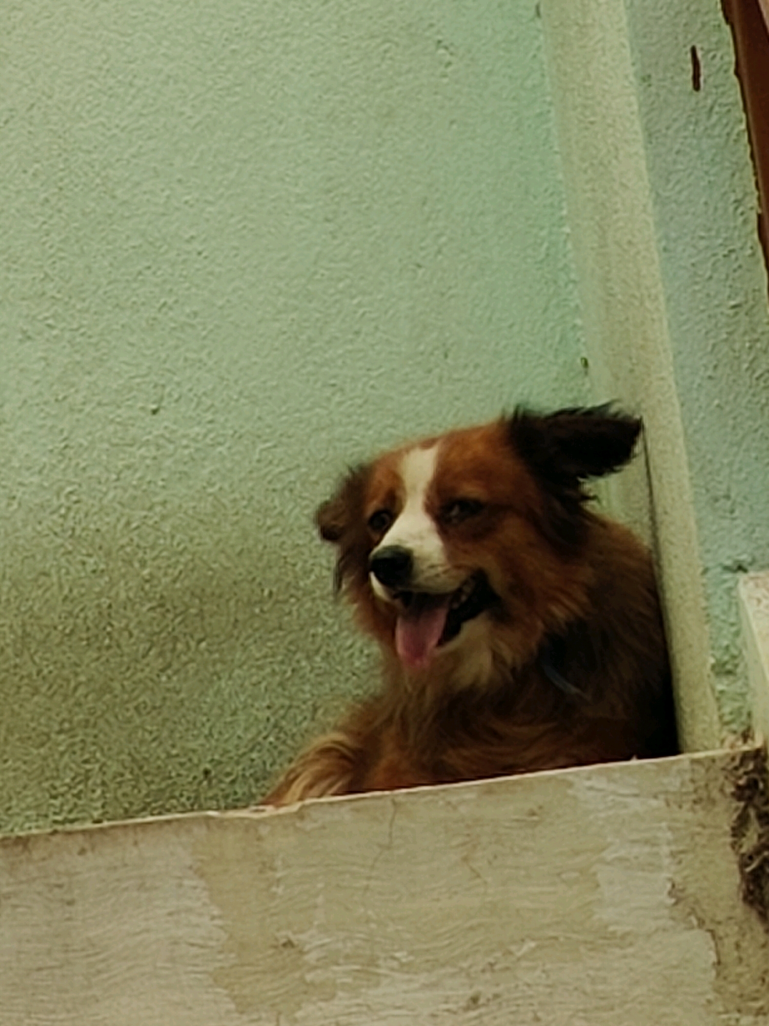 A medium-sized dog with brown and white fur is looking out from behind a light-colored ledge. The dog's tongue is hanging out of its mouth. The background is a textured light green wall. The image appears to be taken in Karapalli, India.